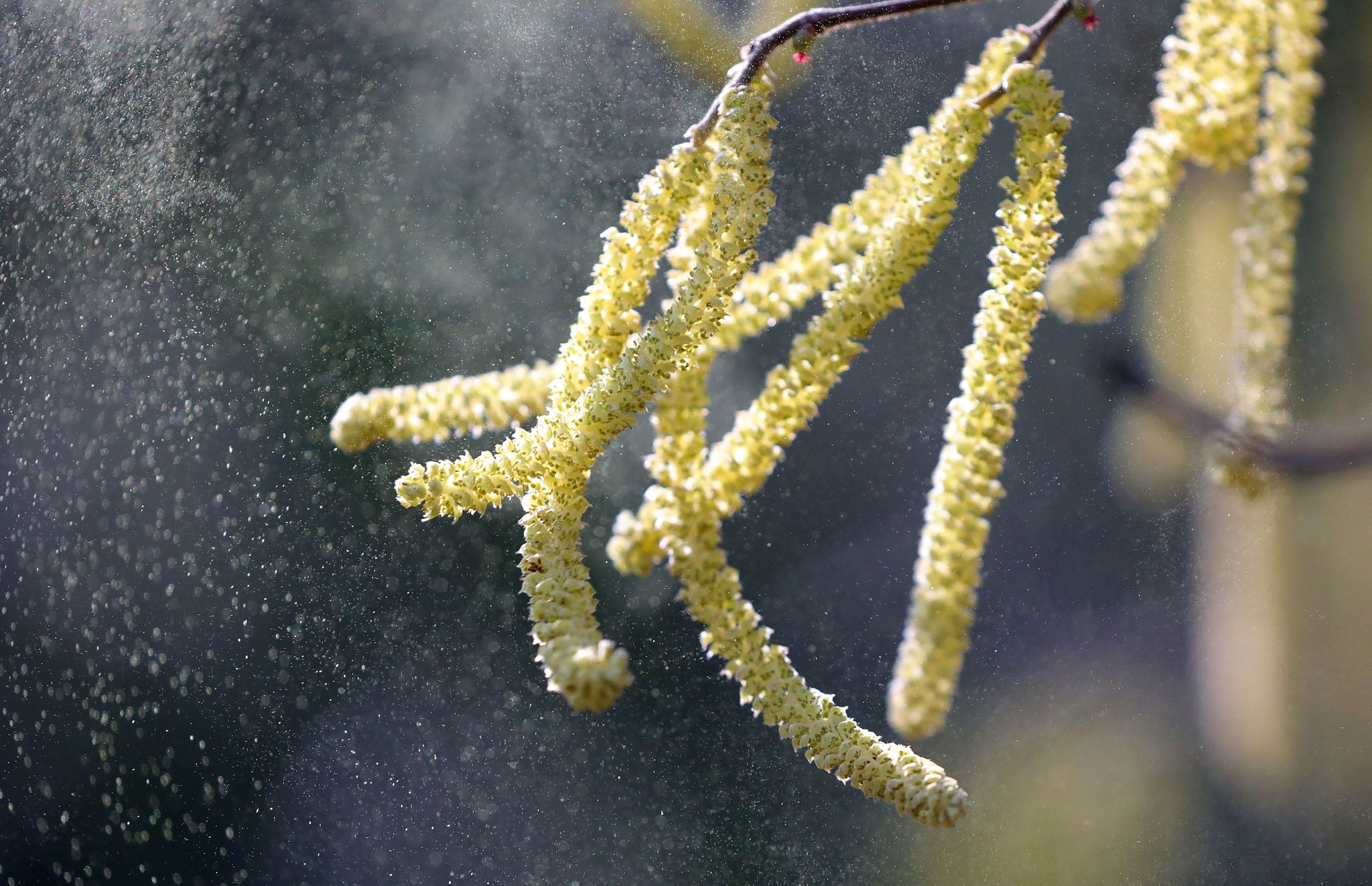 Weit transportierte Pollen verstärken Allergie-Probleme