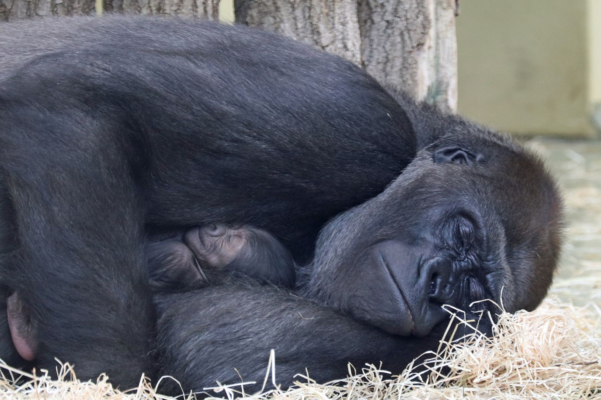 Schmatzt und schläft: Berliner Gorillababy entwickelt sich