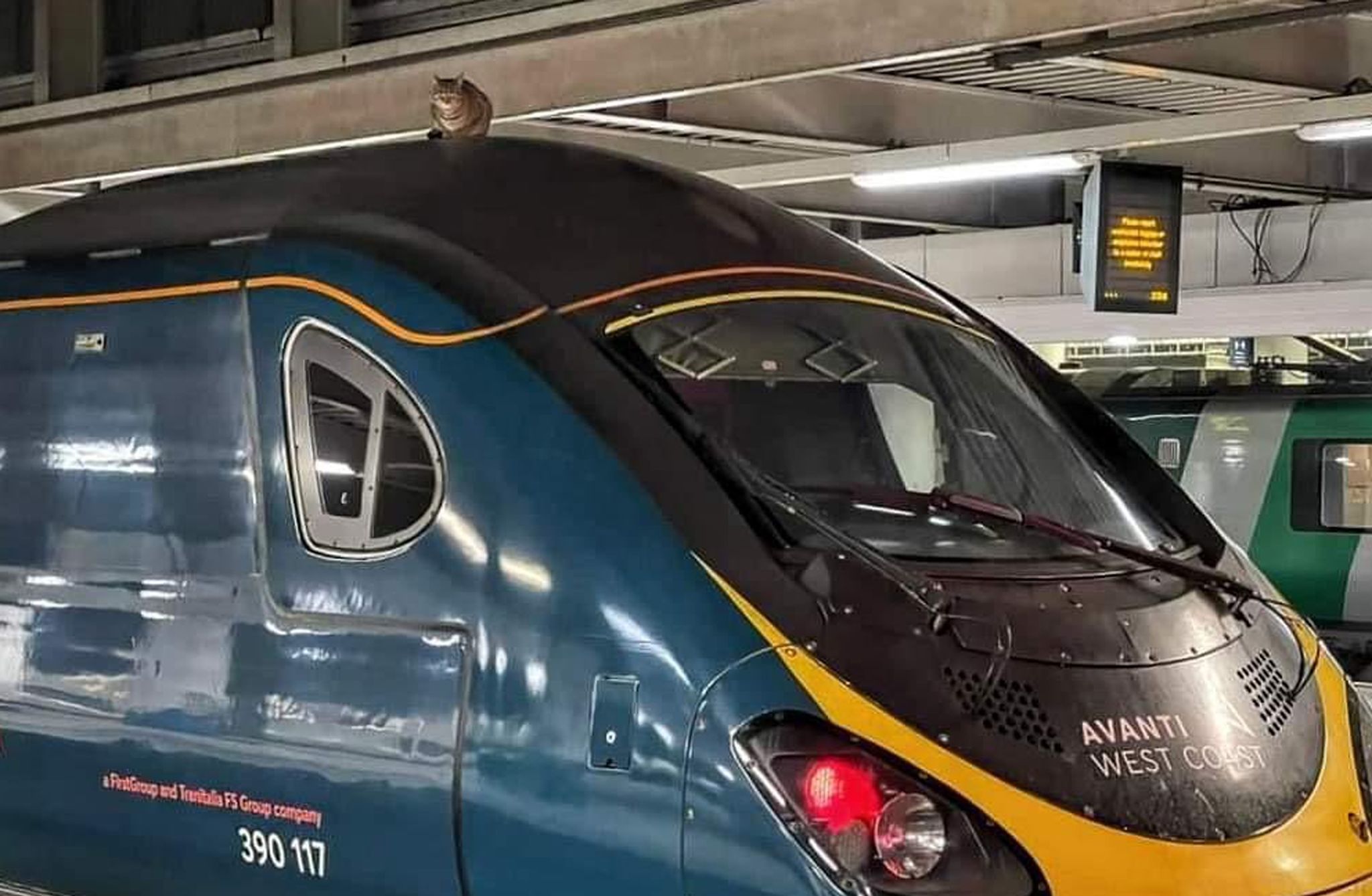 Katze hindert Zug an Fahrt von London nach Manchester
