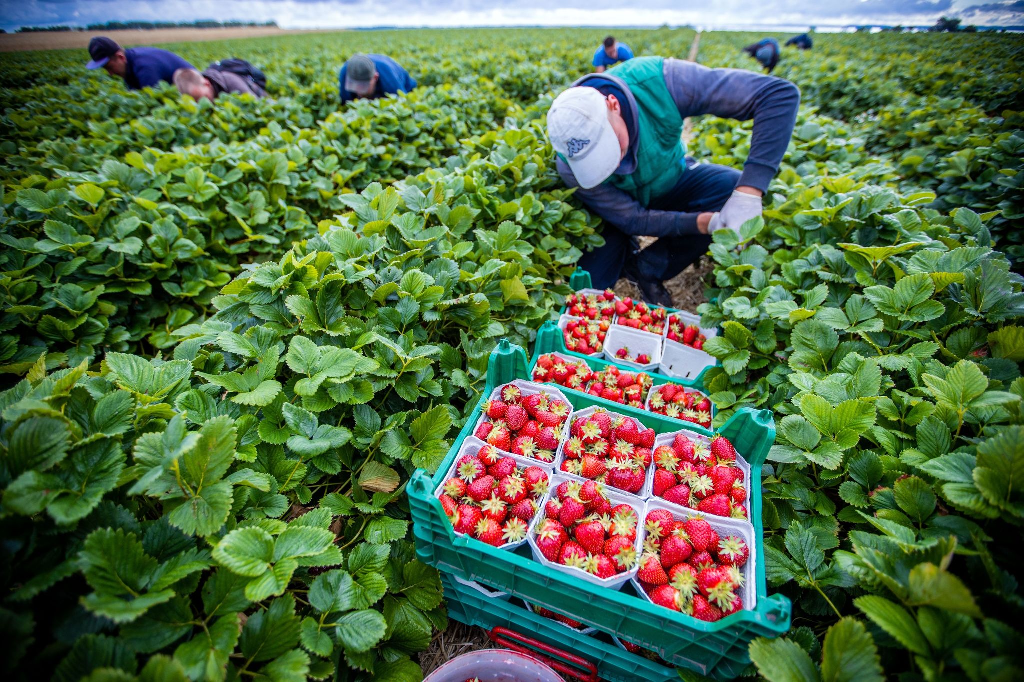 Interaktive Karte zu heimischem Obst und Gemüse gestartet