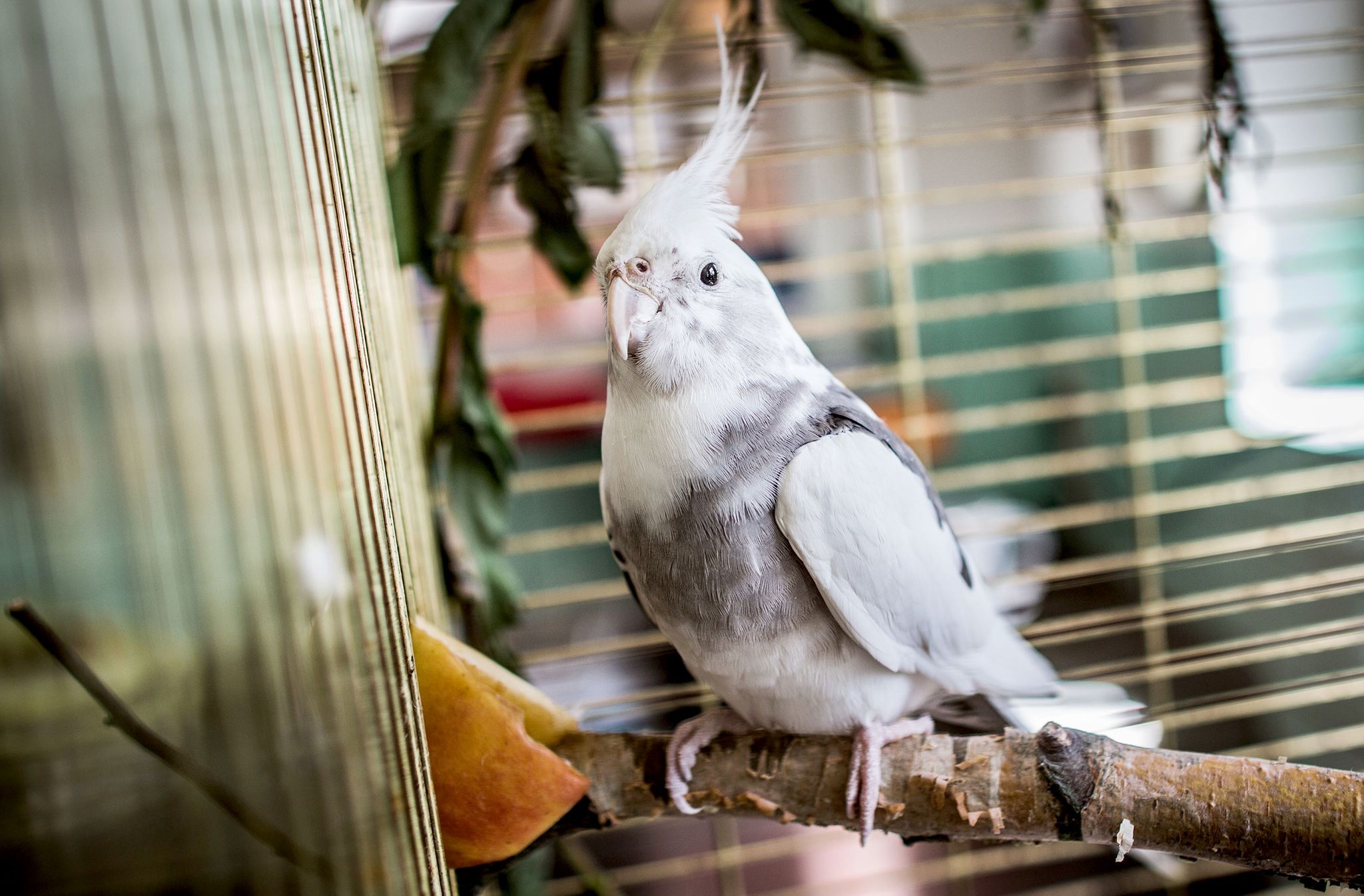 Neues Gesetz schürt Sorgen von Tierärzten