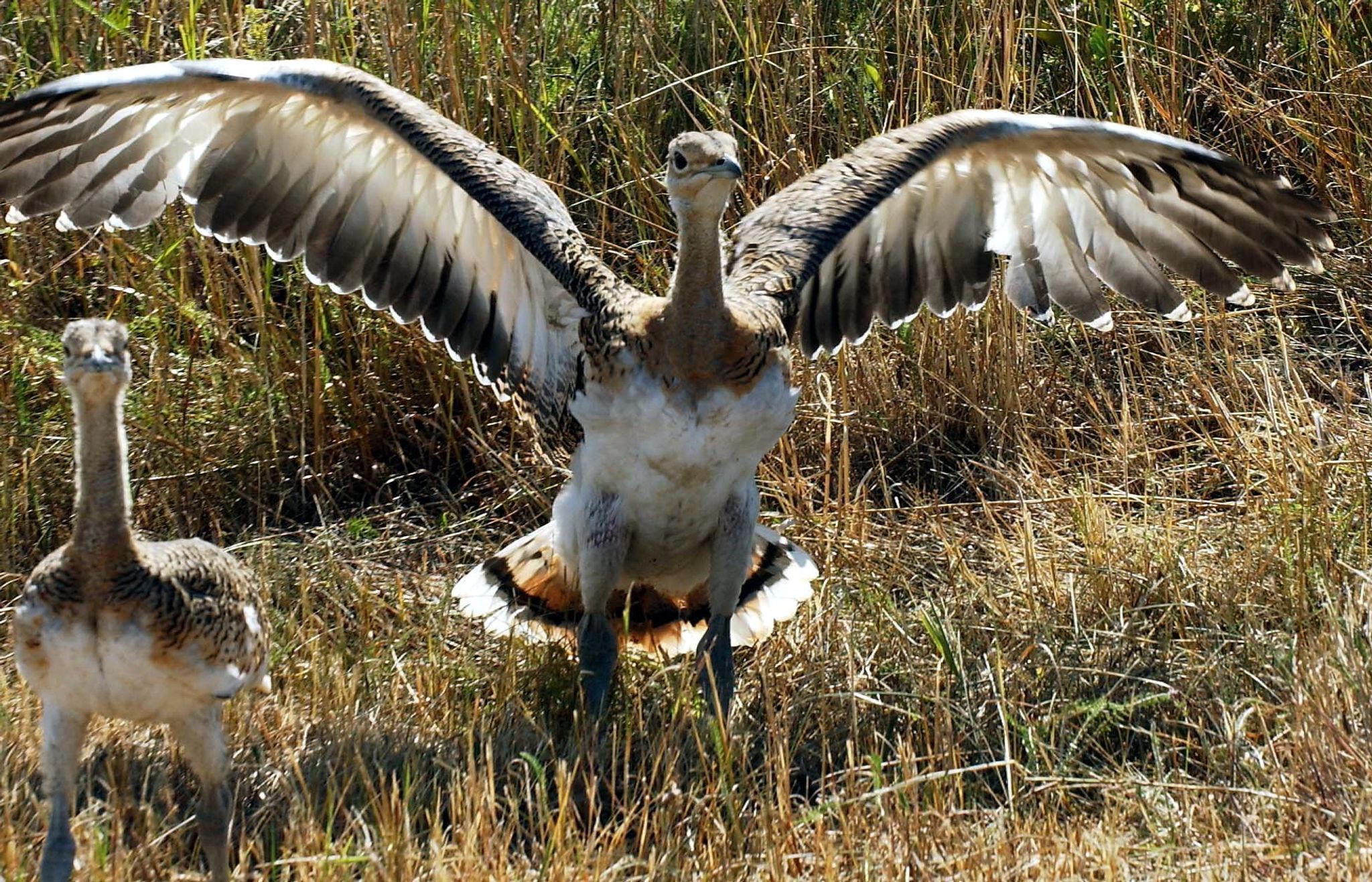 Zahl der Großtrappen in Deutschland auf 40-Jahre-Hoch