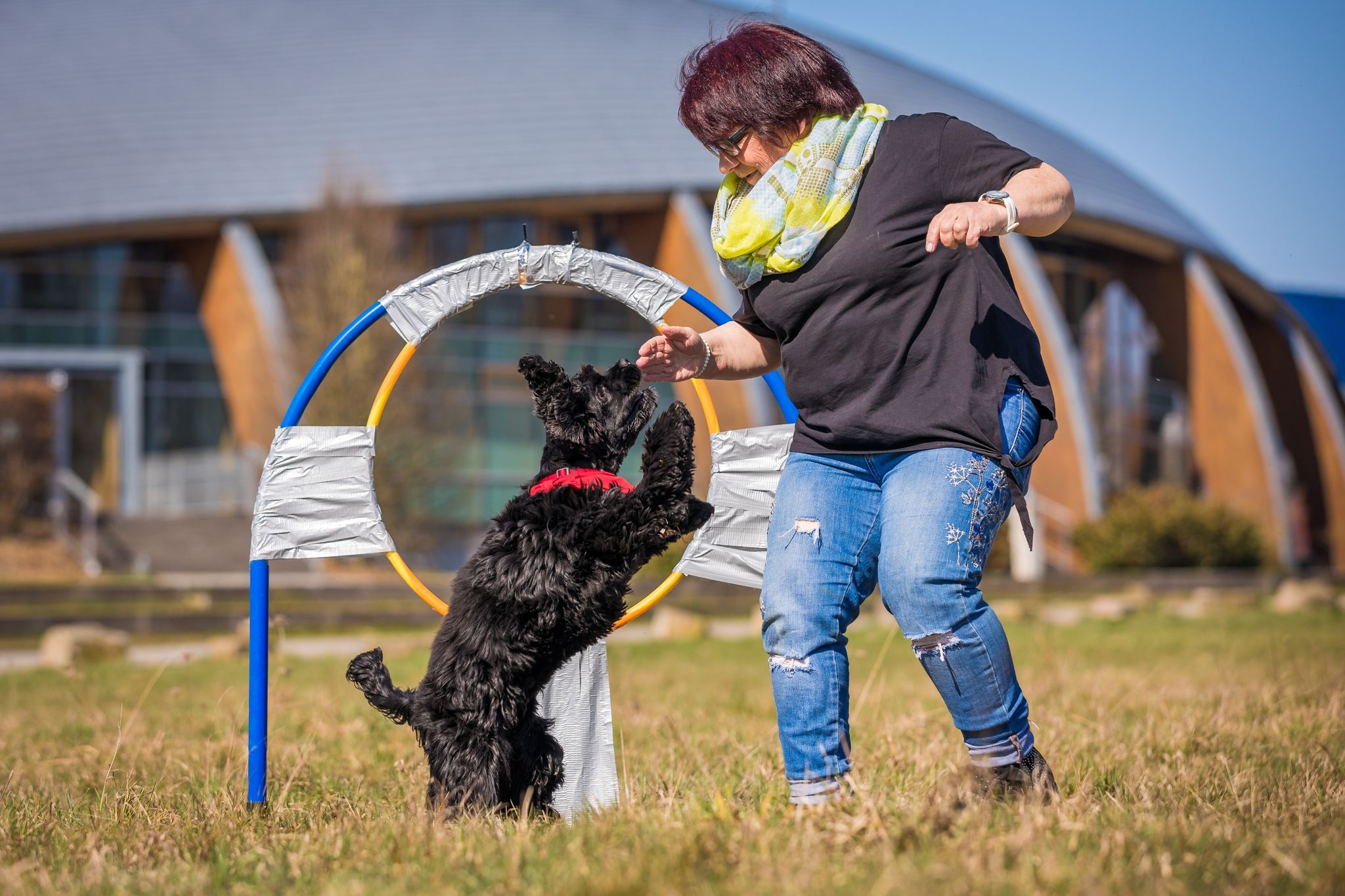 Hund springt 43 Mal durch den Reifen