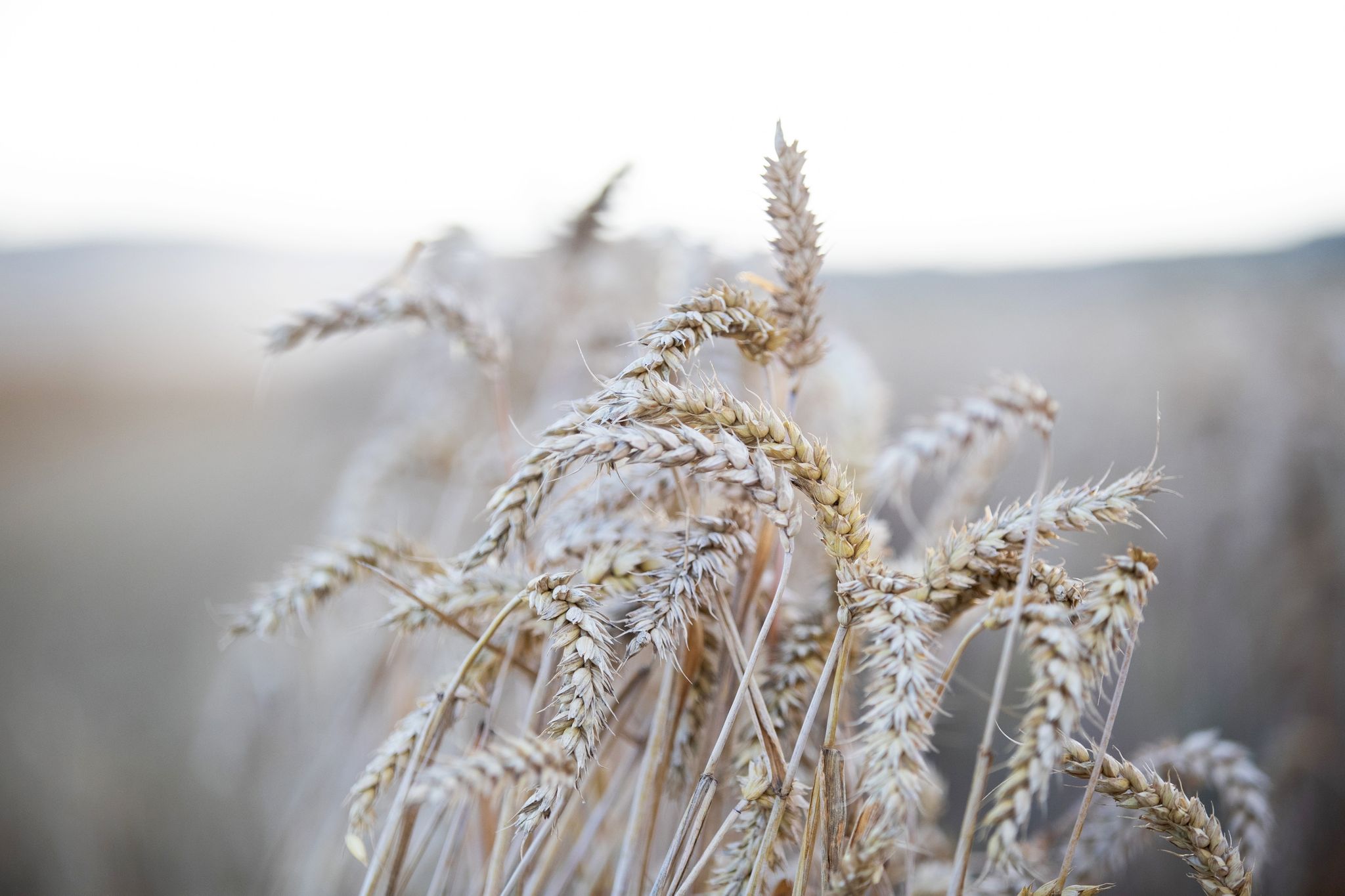Steckt Gluten hinter dem andauernden Bauchweh?