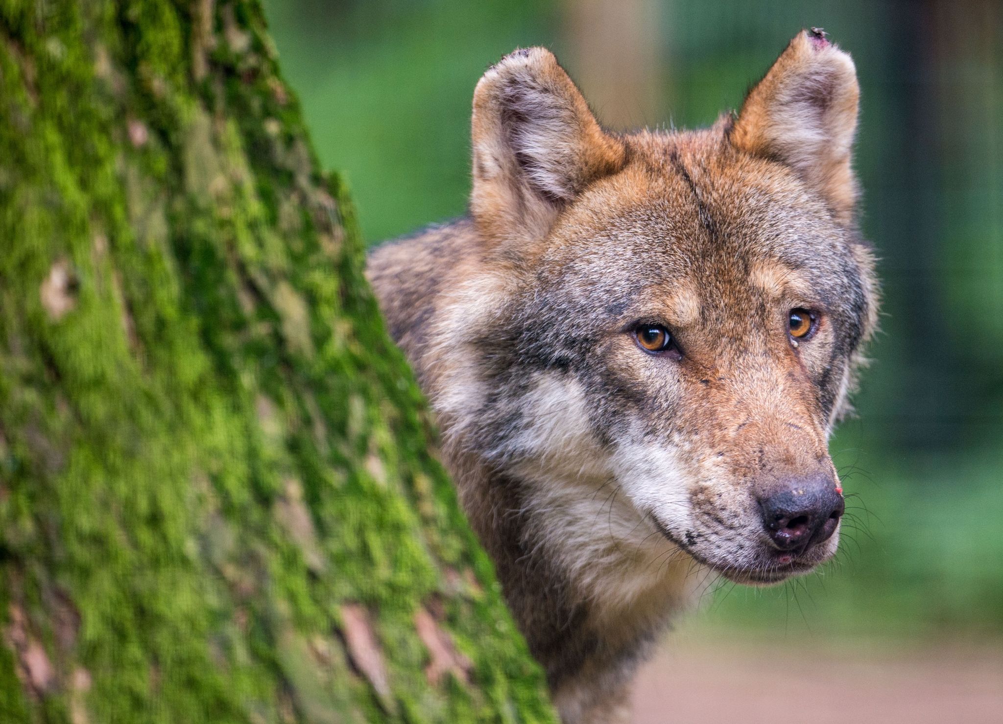 Das schwierige Verhältnis von Mensch und Wolf