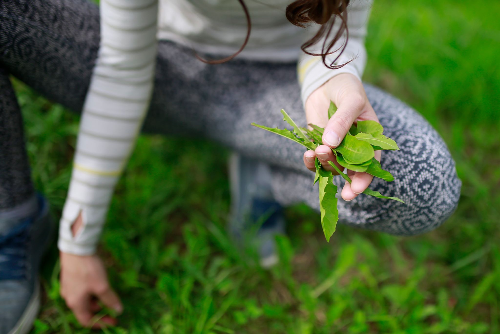 Noch nicht bitter: Löwenzahn am besten im Frühling pflücken