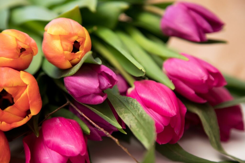 Schnittblumen besser morgens schneiden