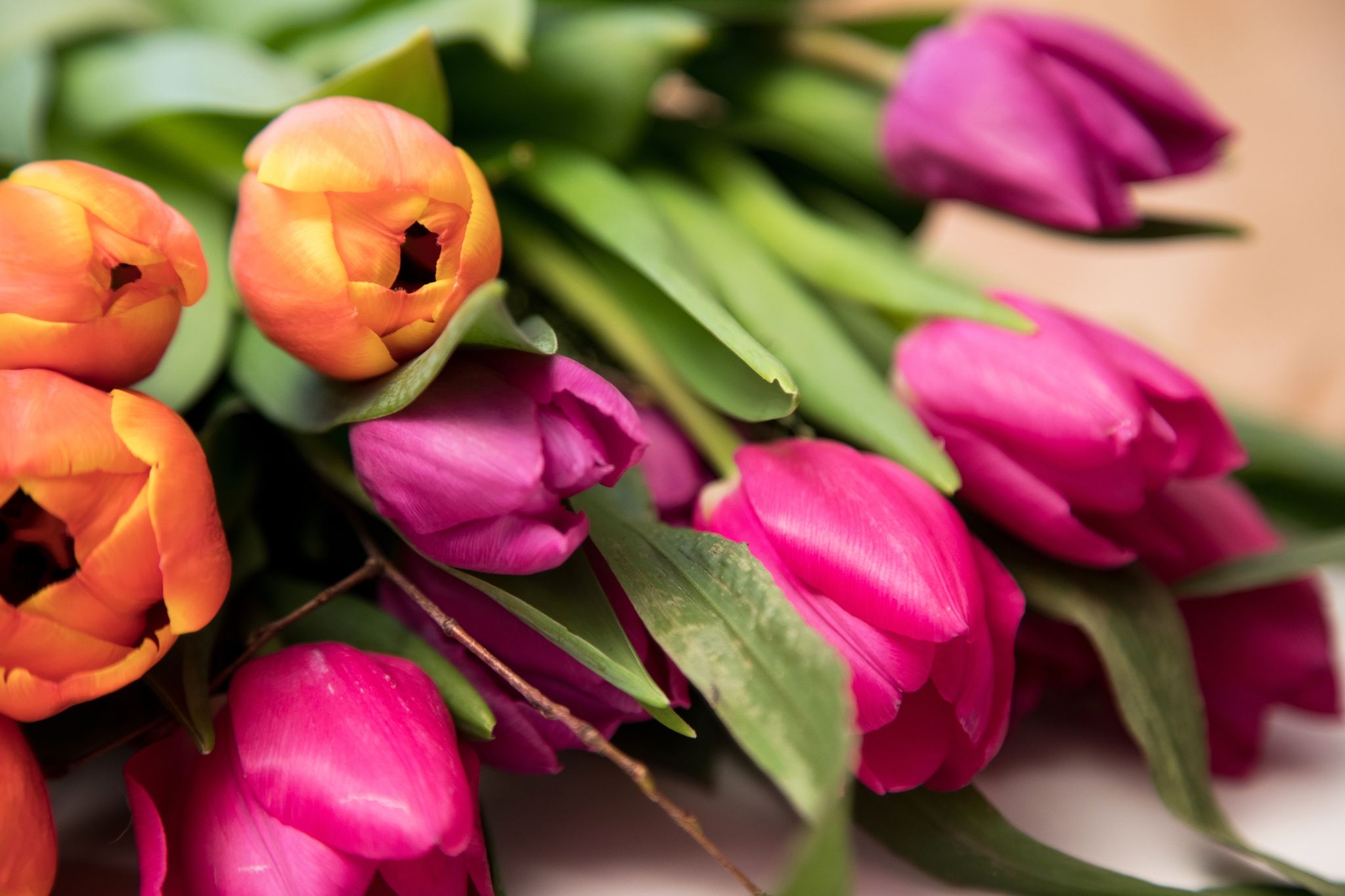 Schnittblumen besser morgens schneiden
