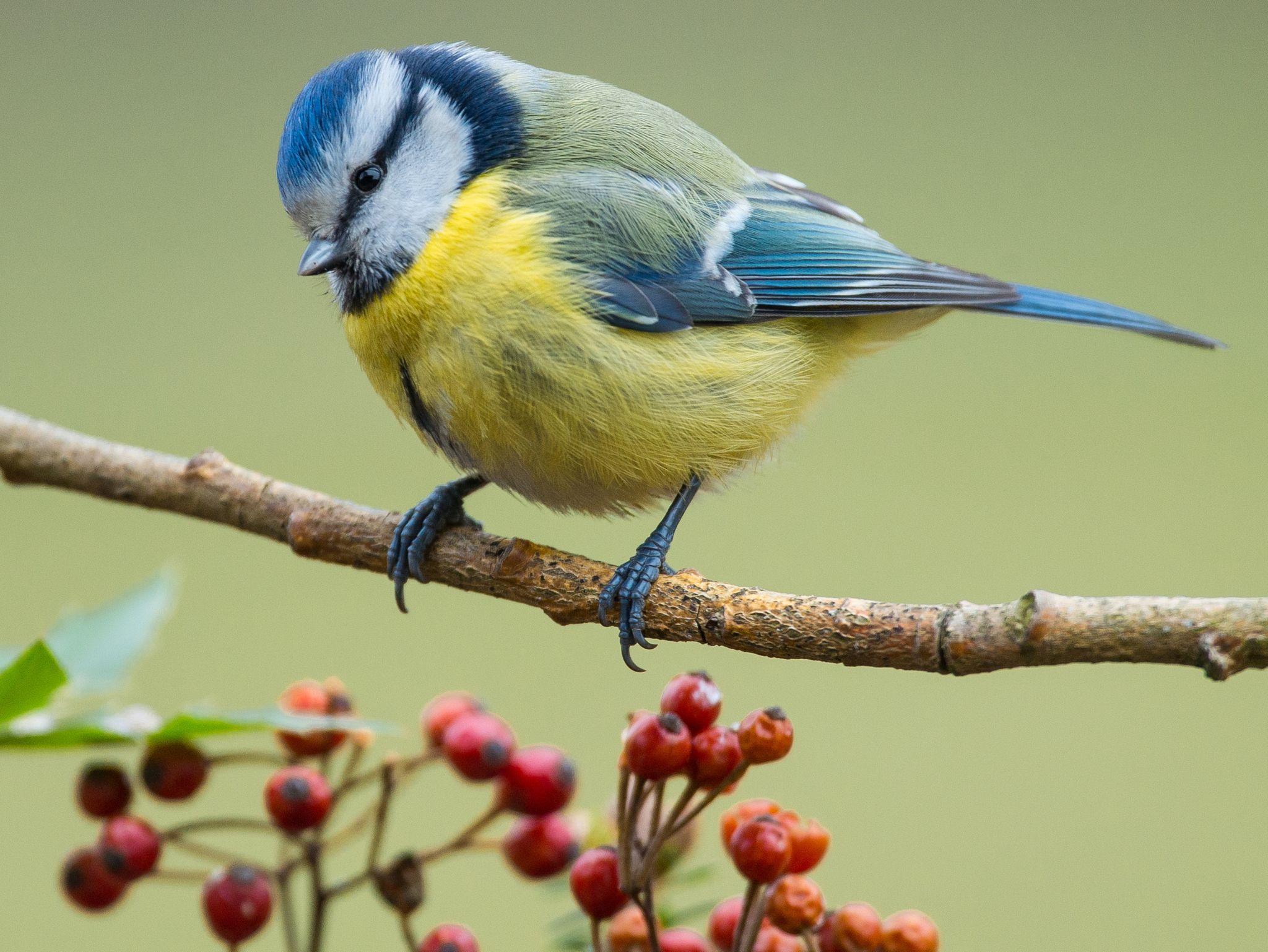 Wie geht es den Blaumeisen? – Nabu ruft zur Vogelzählung auf