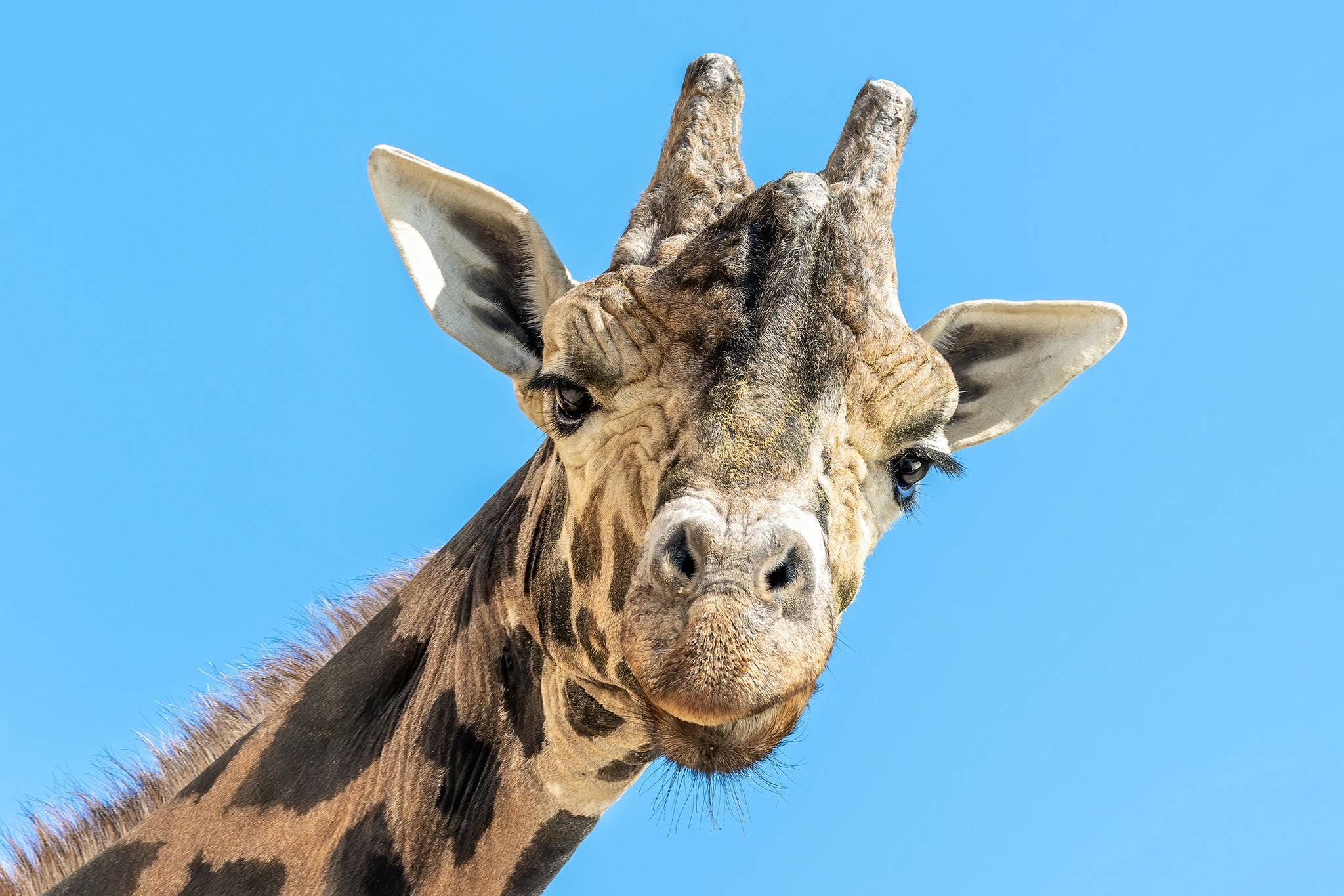 Ältester Giraffenbulle Europas in Wien gestorben