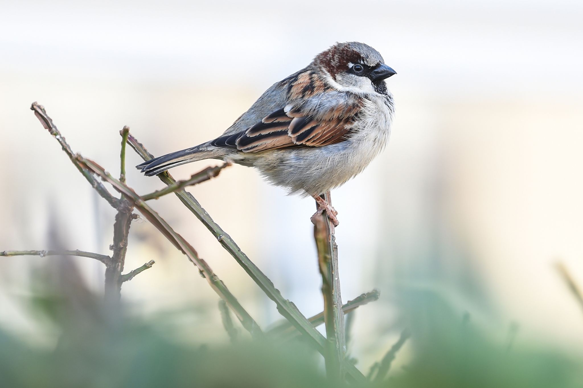 Haussperling ist meistgezählter Vogel in Deutschland