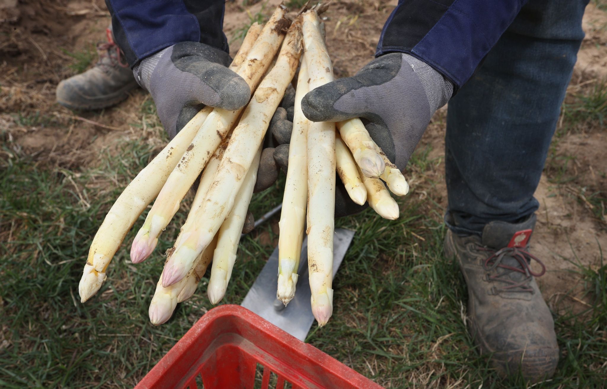 Kaltes Wetter macht den Spargel rar und teuer