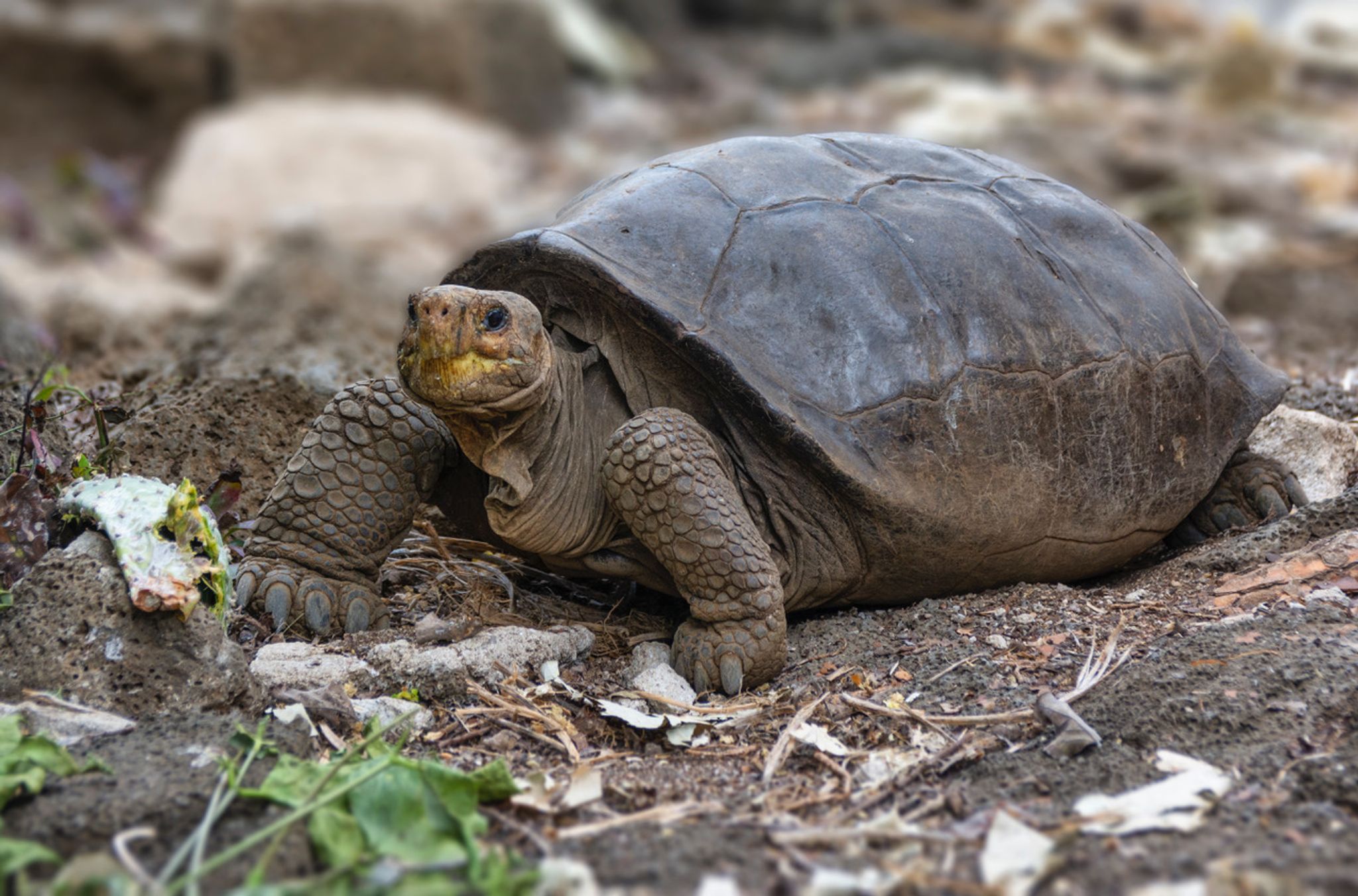 Galápagos-Riesenschildkröte doch nicht ausgestorben