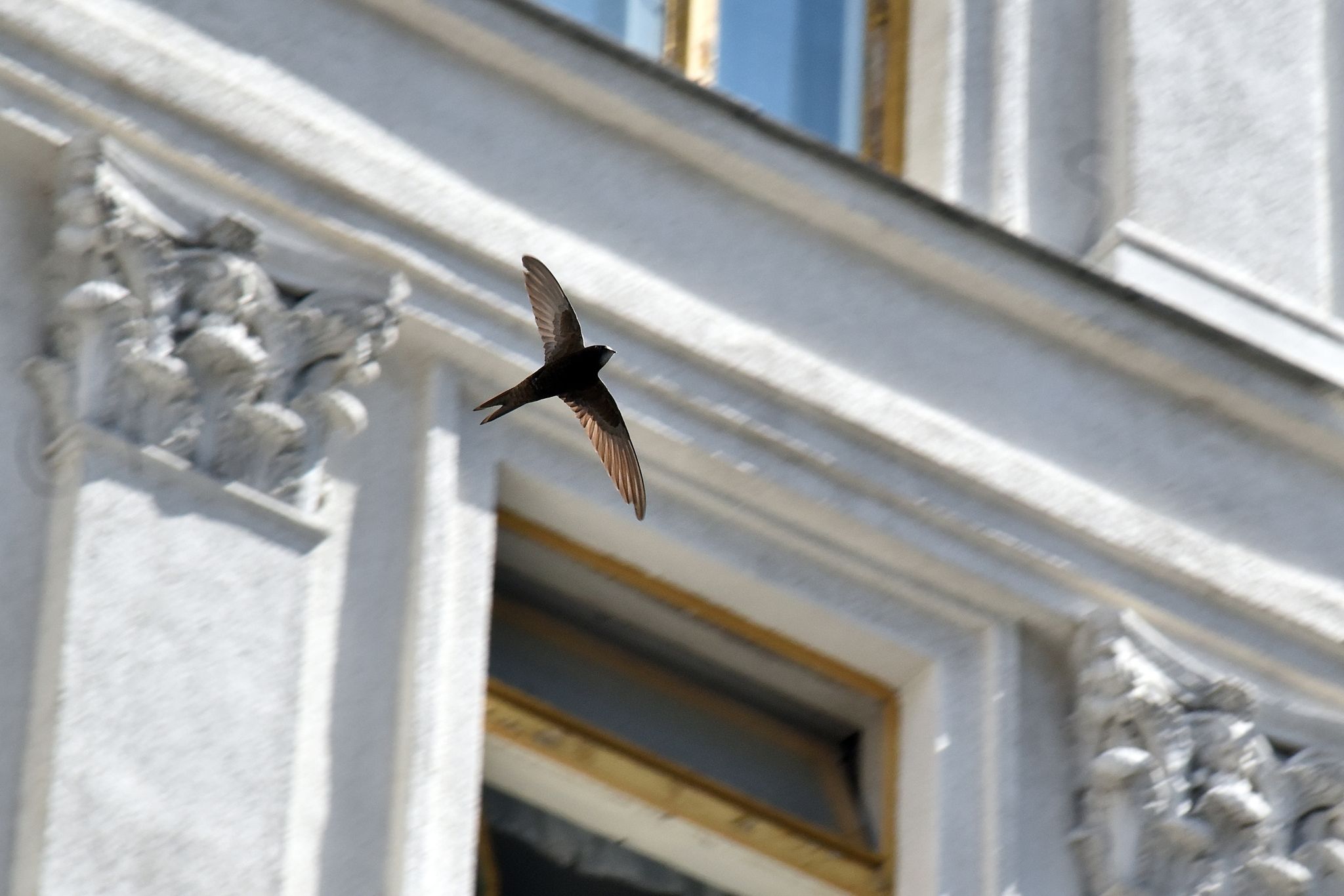 Insektenfressende Vogelarten seltener gemeldet