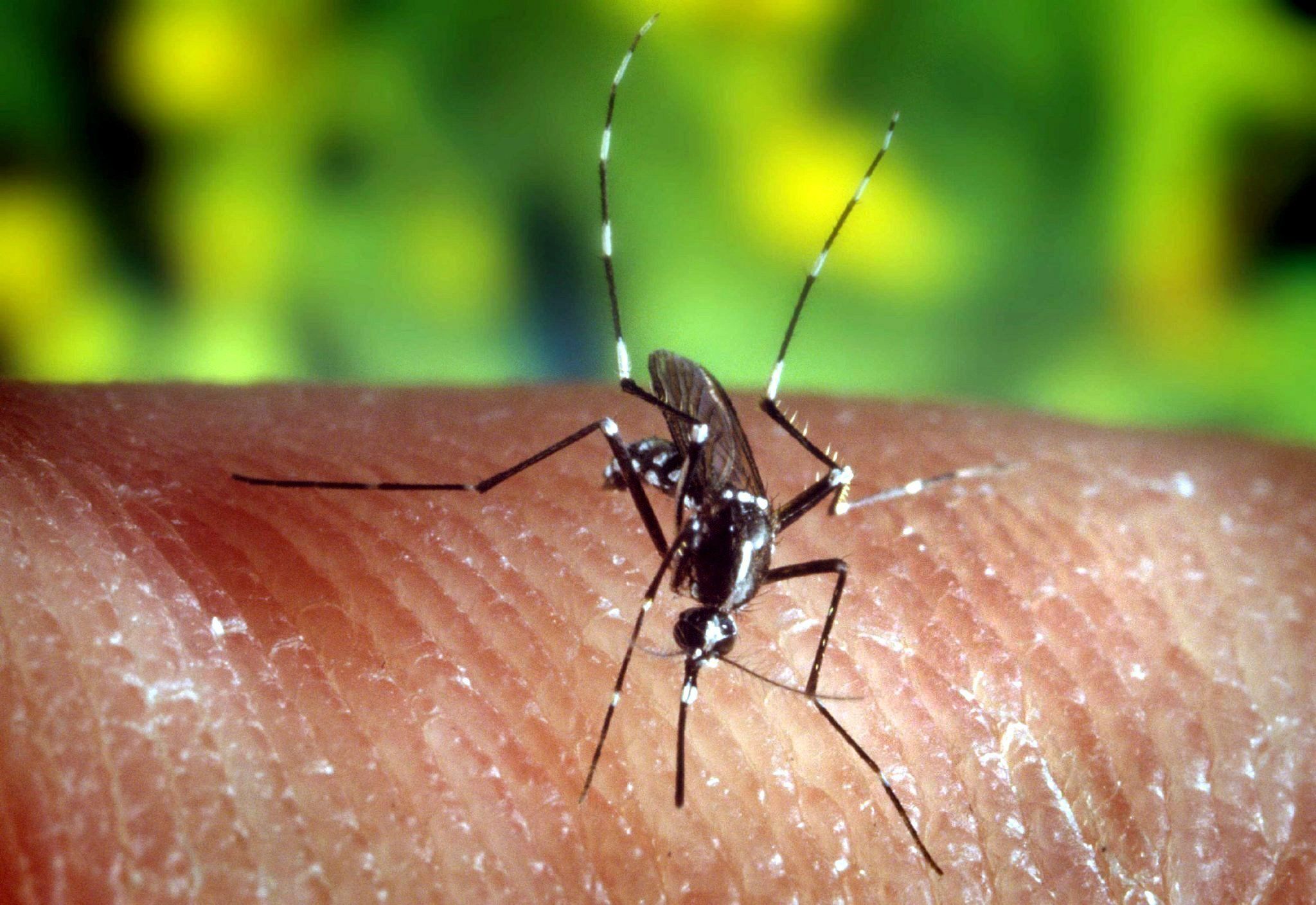 Das gefährlichste Tier der Welt: die Stechmücke