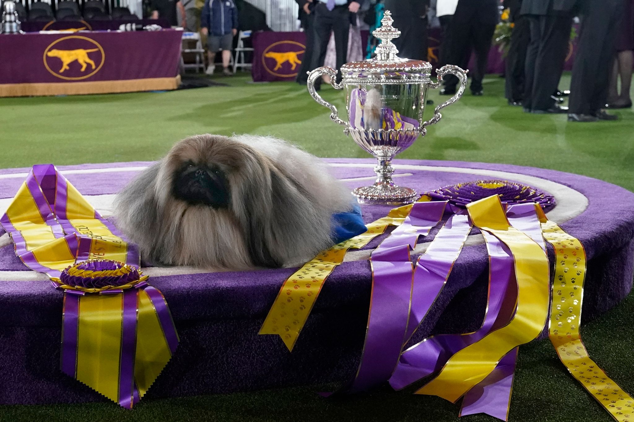 Pekinese «Wasabi» gewinnt Westminster-Hundeshow