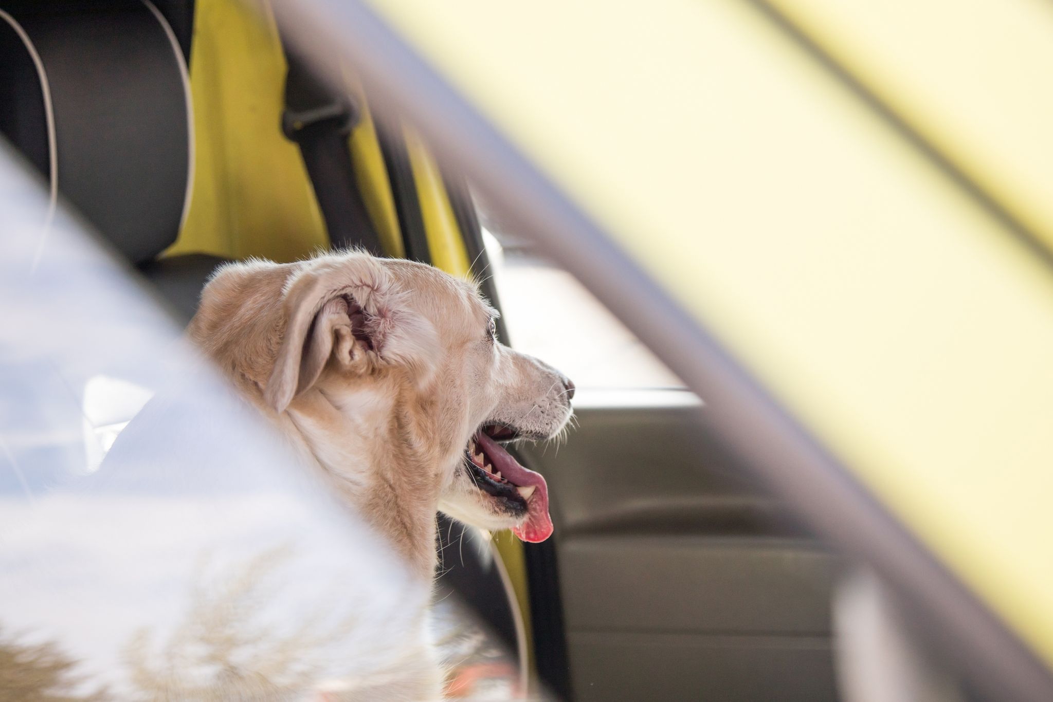 Kinder und Tiere im Sommer nie im Auto lassen