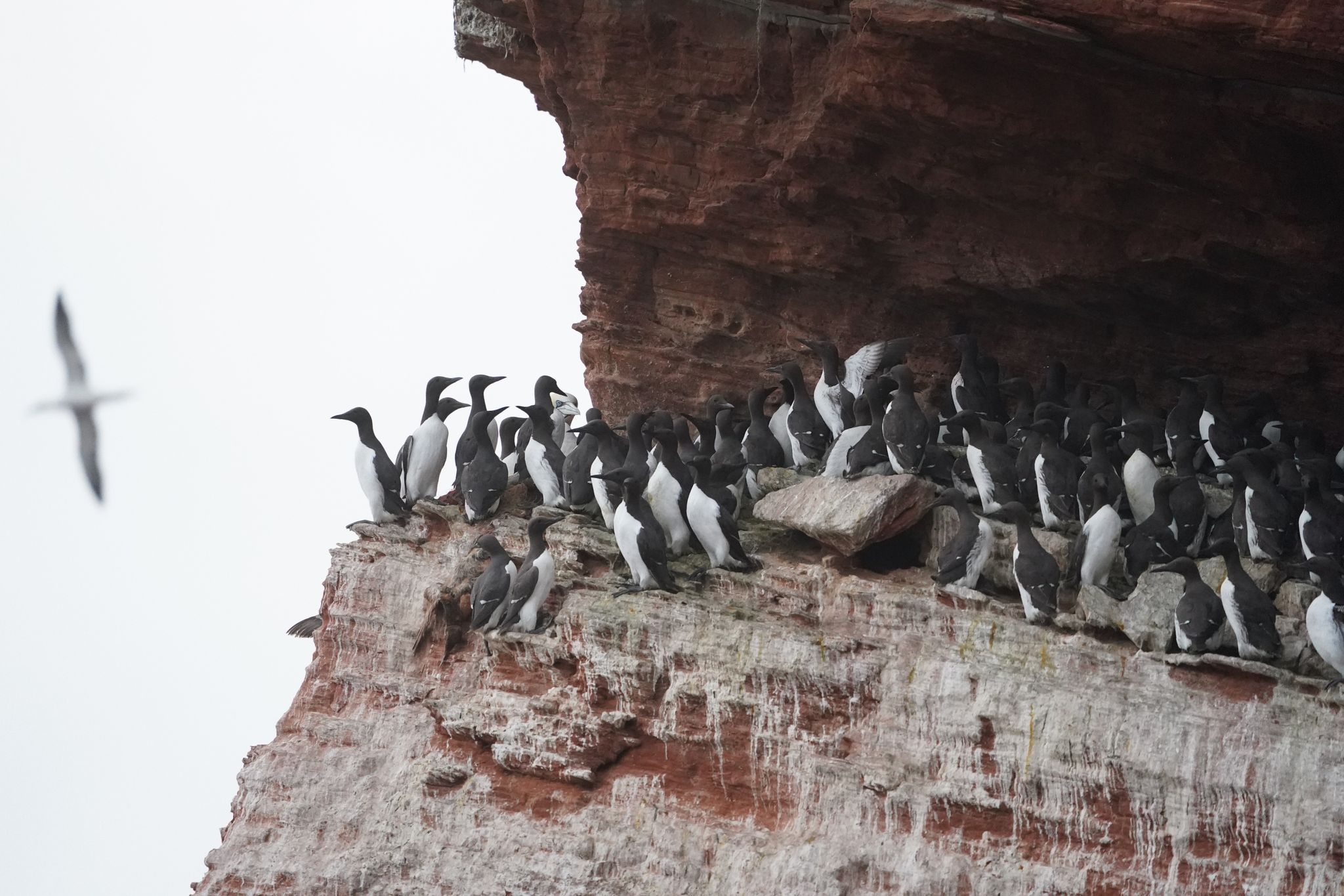 Der Lummensprung auf Helgoland hat begonnen