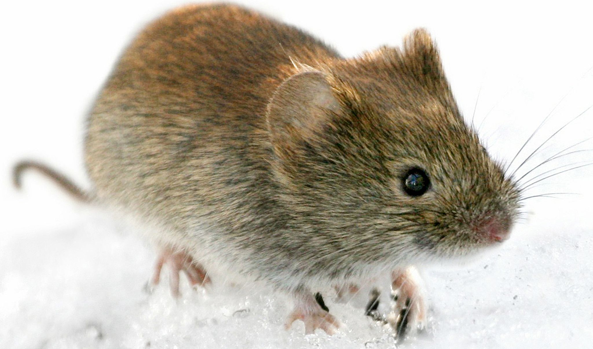 Starker Anstieg der Hantavirus-Infektionen in diesem Jahr