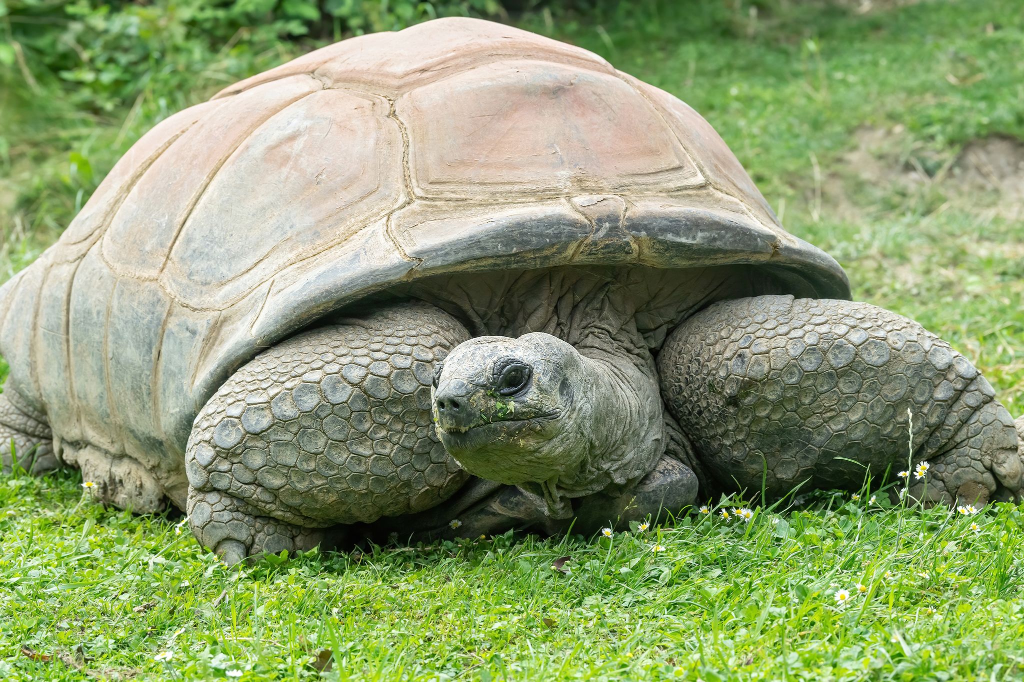 Schildkröte Schurli mit rund 130 Jahren gestorben