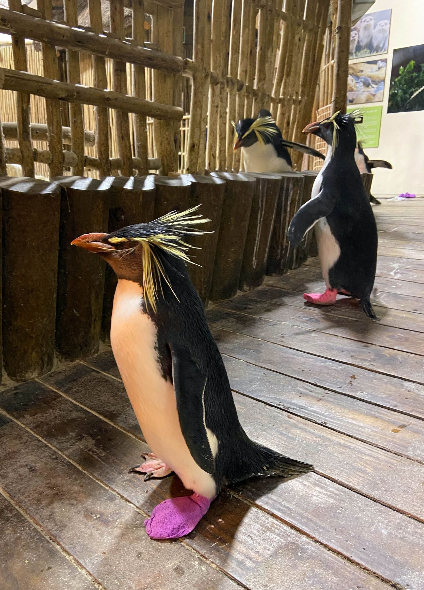 Pinguin Teddy wird zum Internet-Star