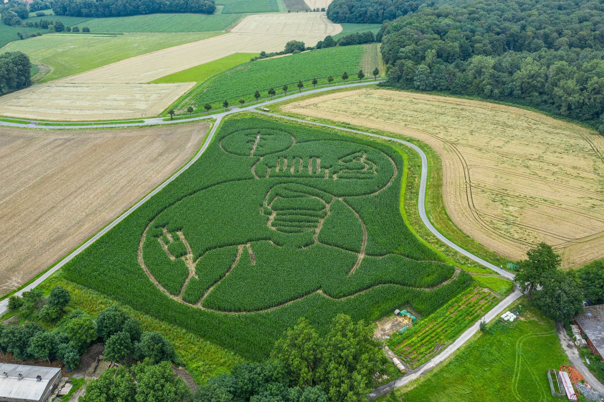 Mais-Labyrinth mit Umrissen einer Corona-Impfung öffnet