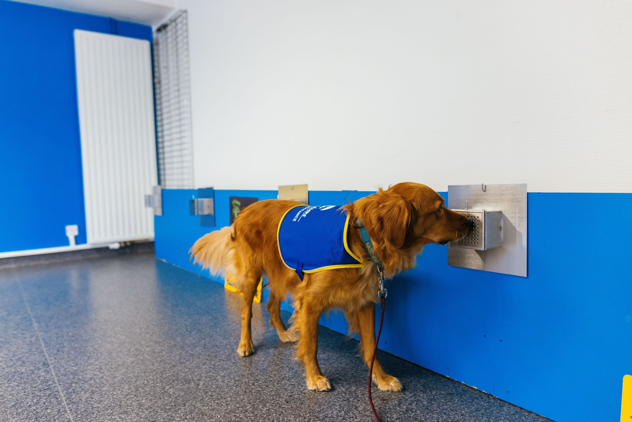 Hund spürt in Frankreich Corona-Infizierte auf