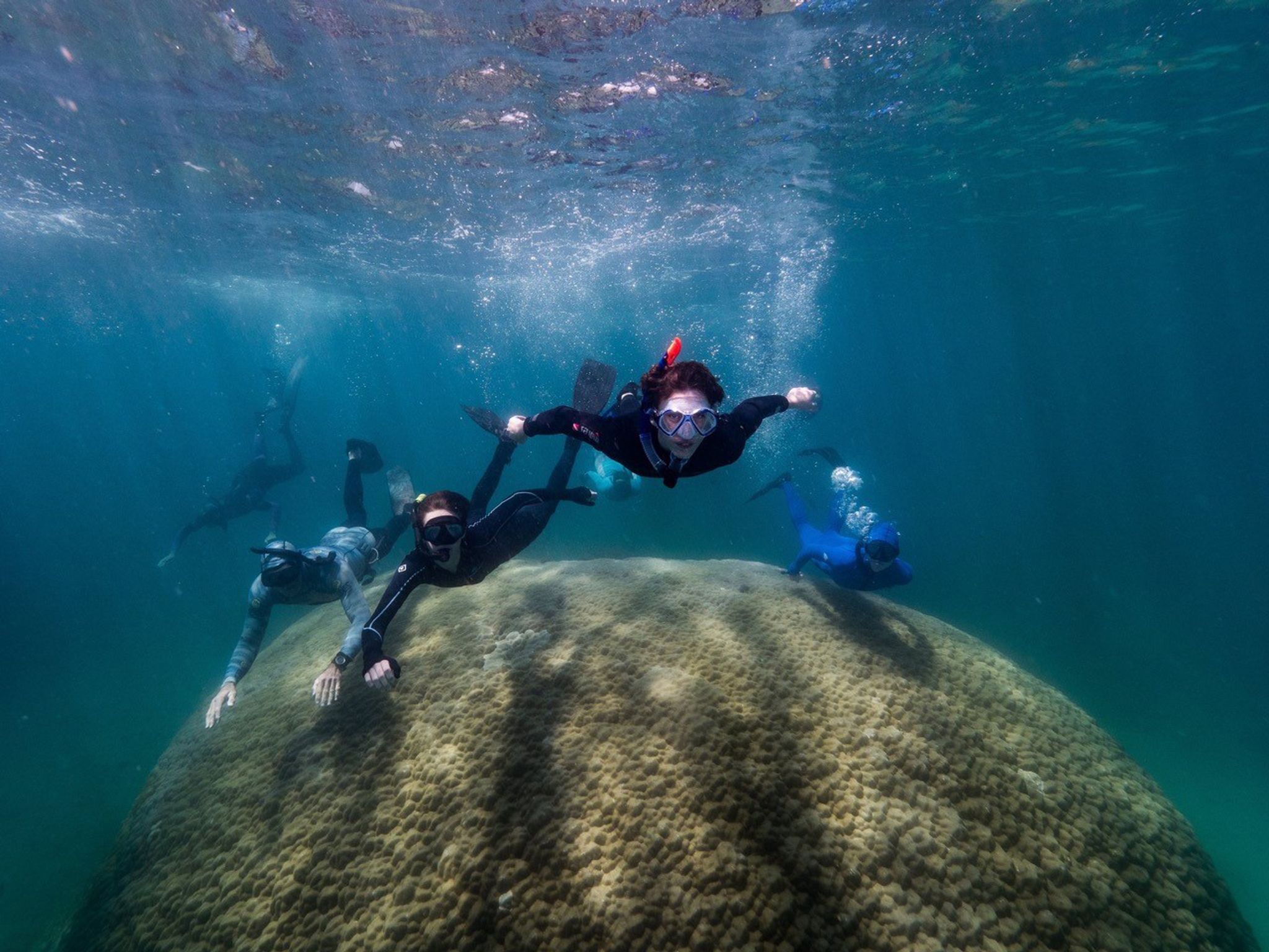 Gewaltige Koralle im Great Barrier Reef entdeckt