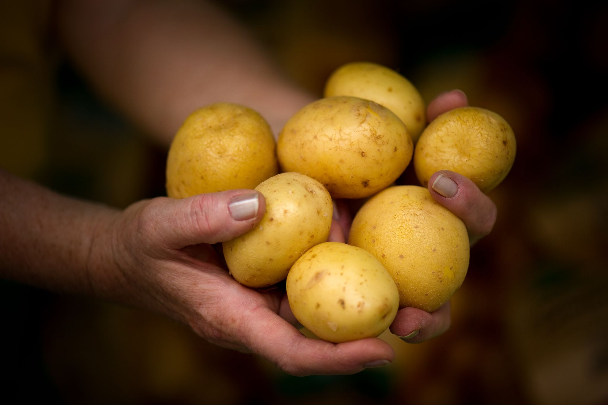 Kartoffelsorten: Auf der Suche nach der Klima-Knolle