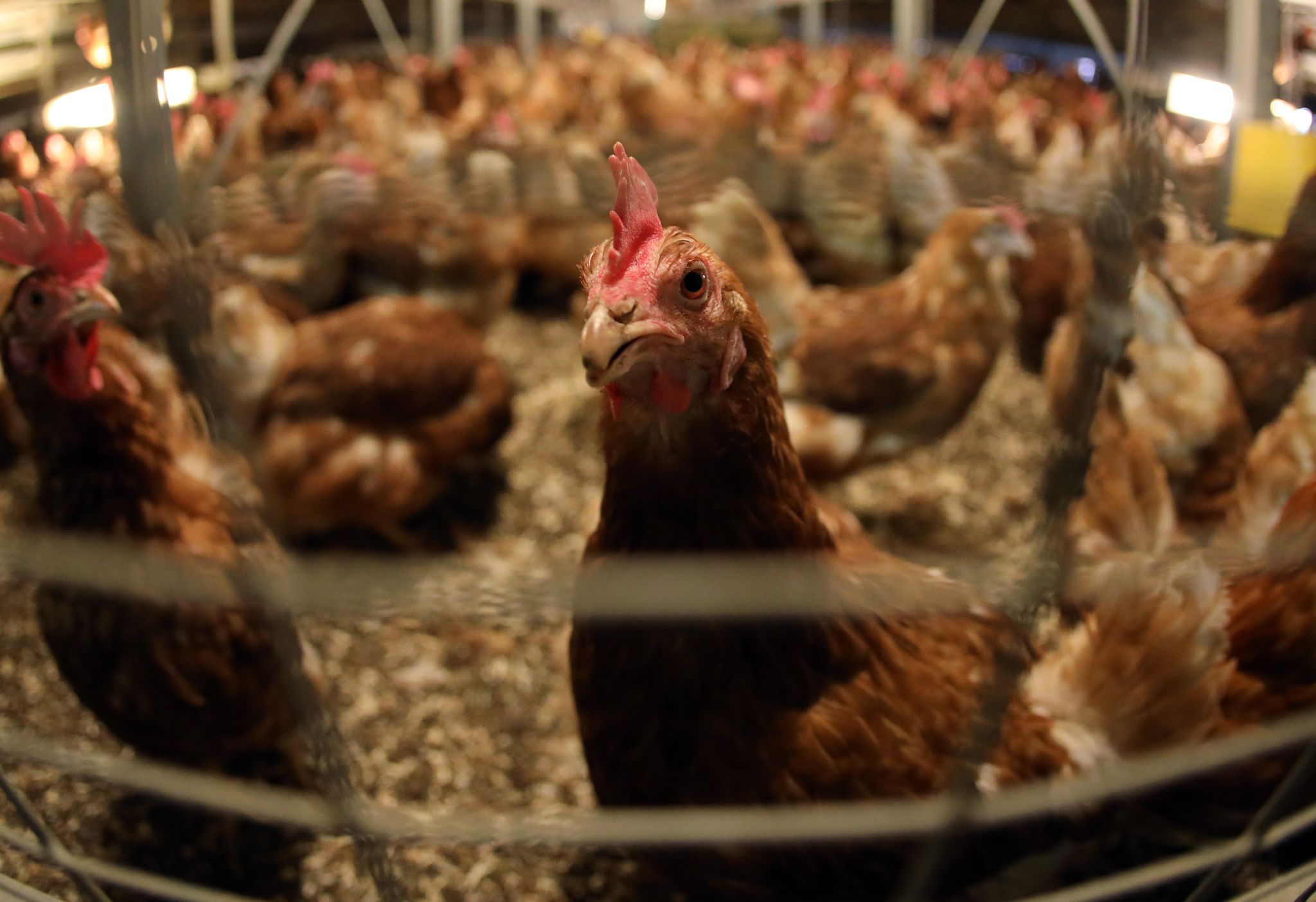 EU-Parlament gegen strengere Antibiotika-Regeln bei Tieren