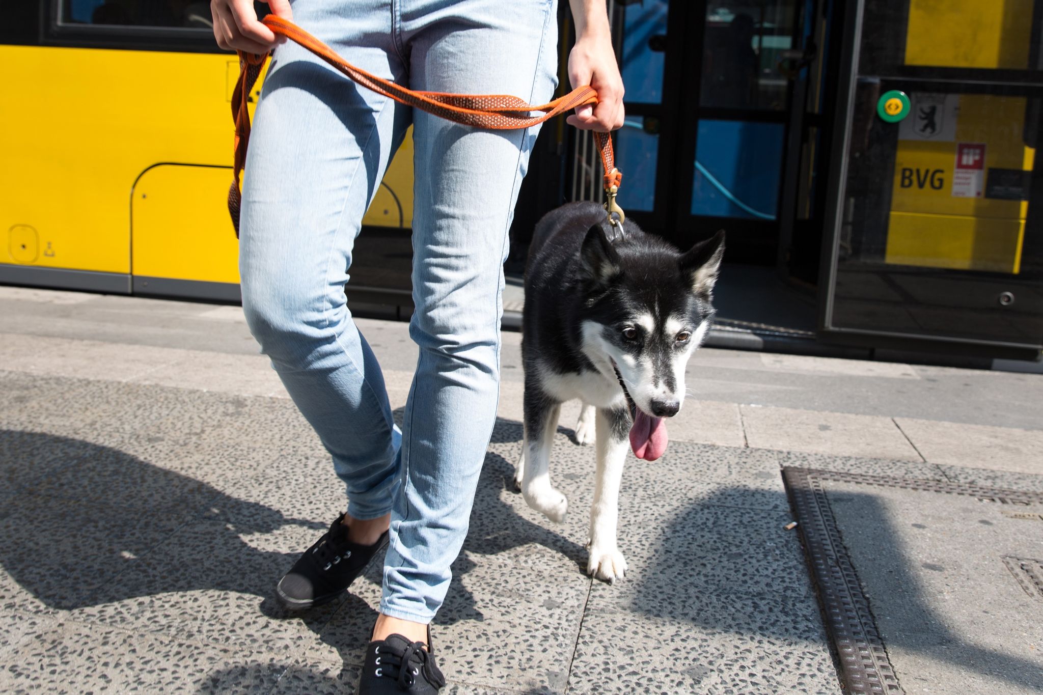 Woher Tierphobien kommen – und wie sie weggehen