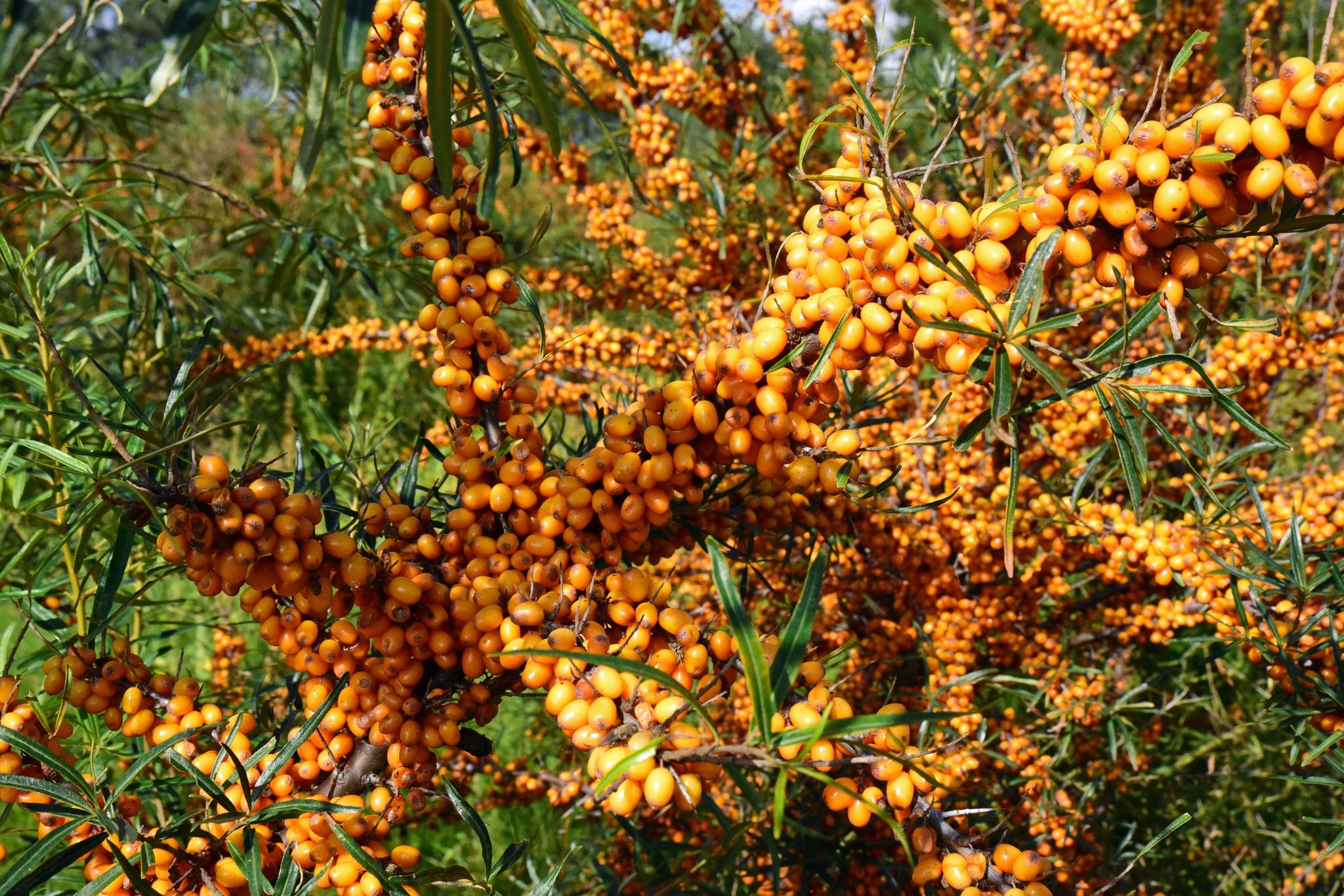 Sanddorn-Ernte: Gutes Geschäft mit sauren Beeren