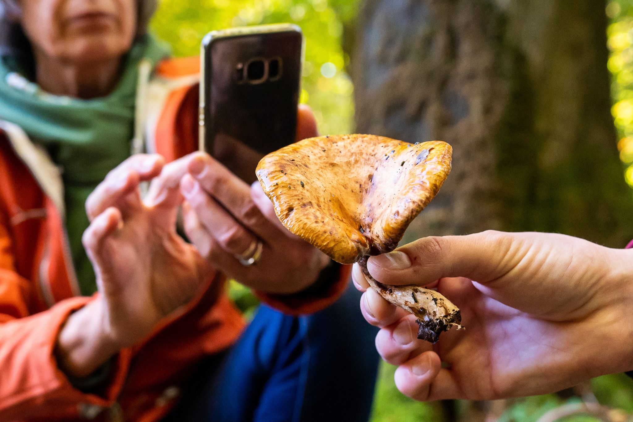 Fachleute warnen vor blindem Vertrauen auf Pilz-Apps
