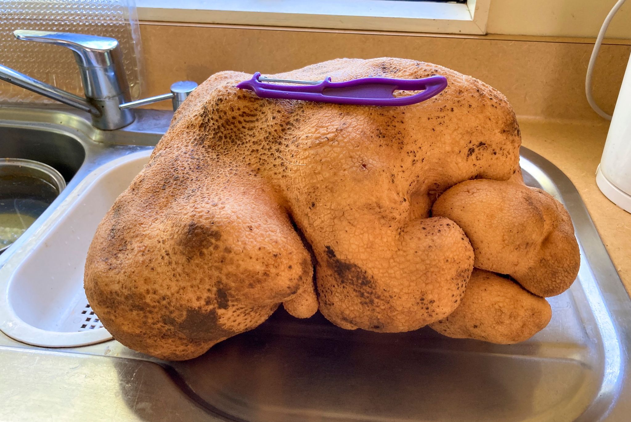 Riesenknolle: Neuseeländer ernten 7,9-Kilo-Kartoffel