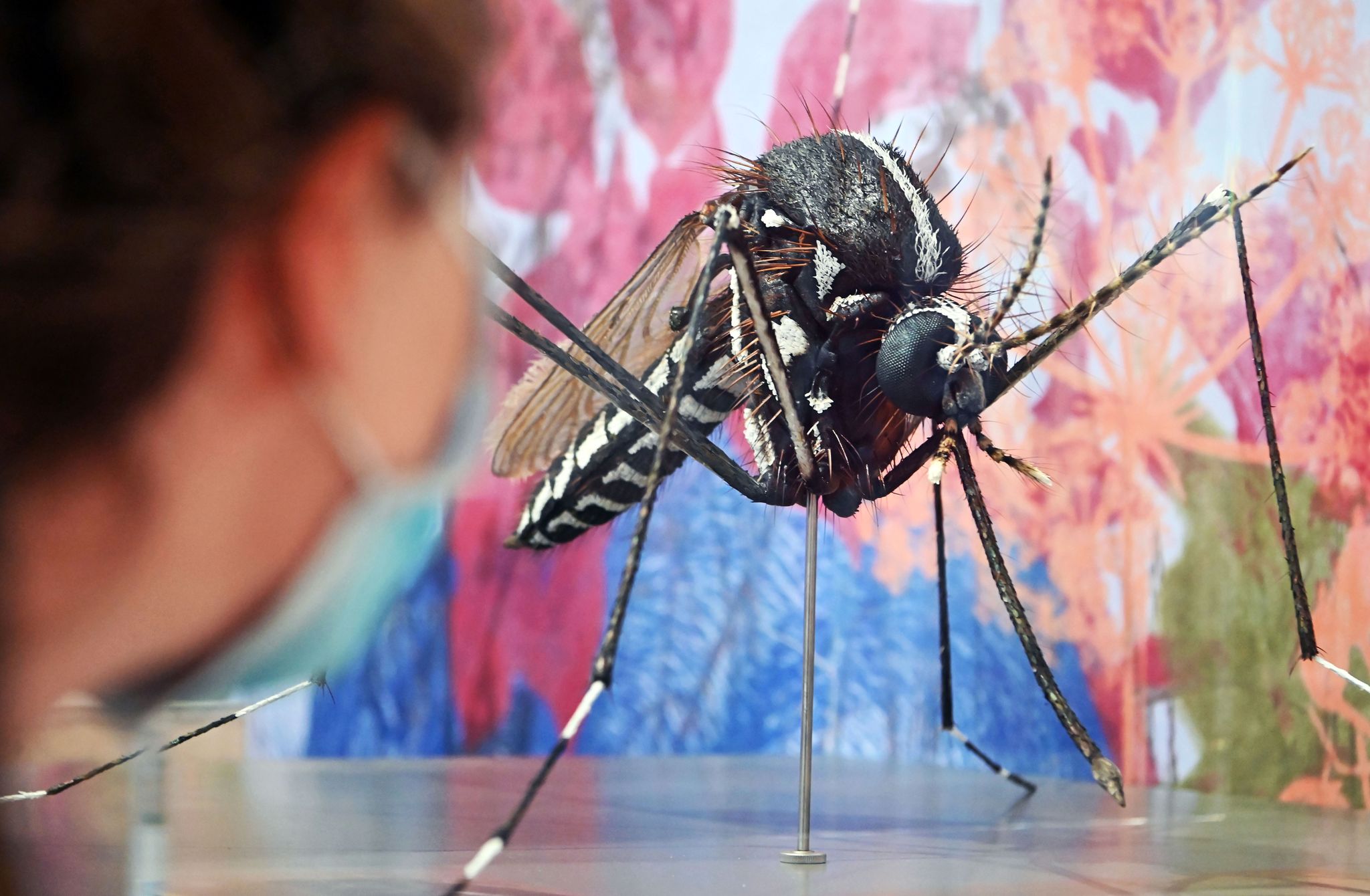 Zika-Virus breitet sich weiter in den Tropen aus