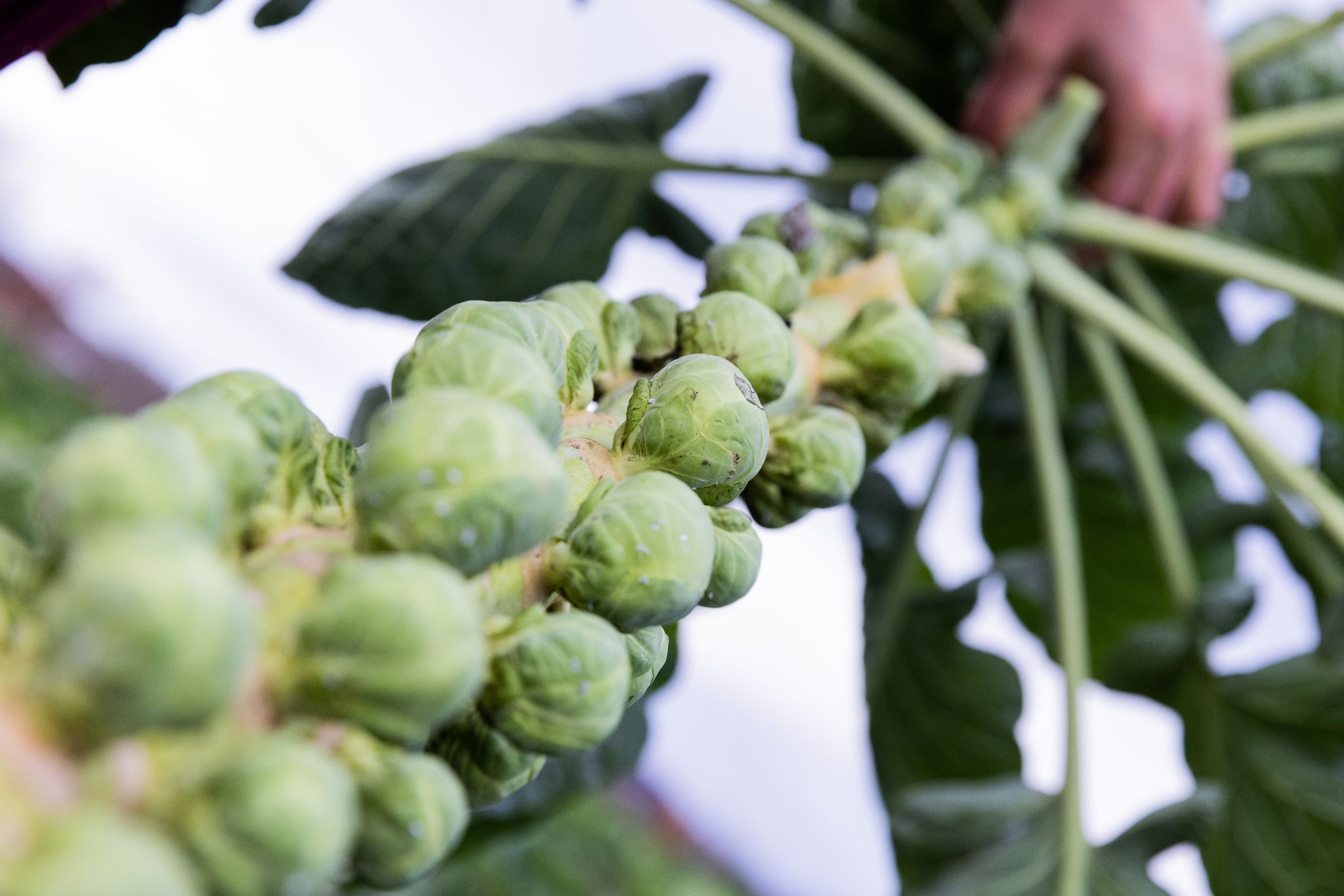 Rosenkohl weniger bitter dank Frost