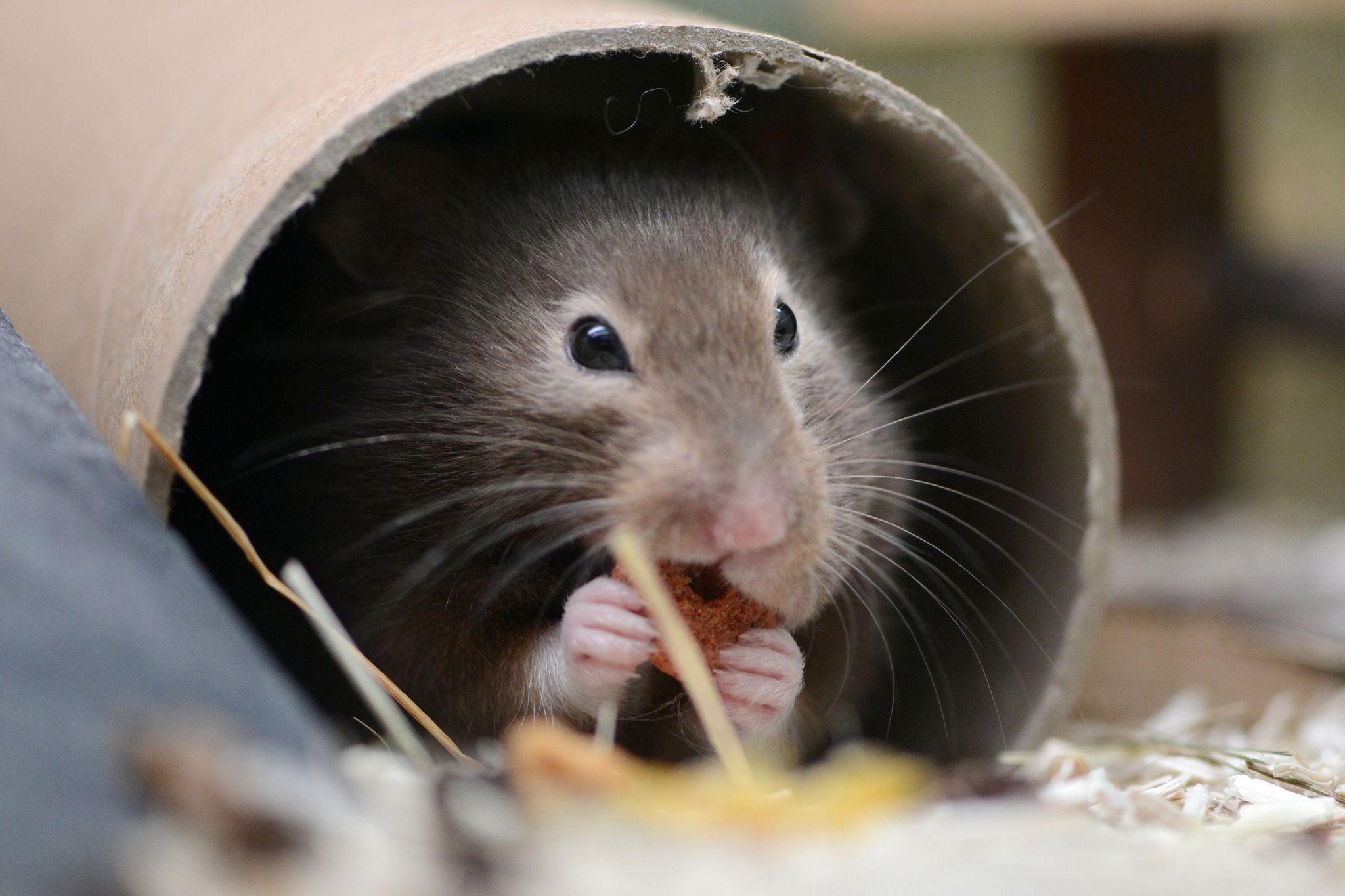 Warum Hamster nicht in die Hände kleiner Kinder gehören