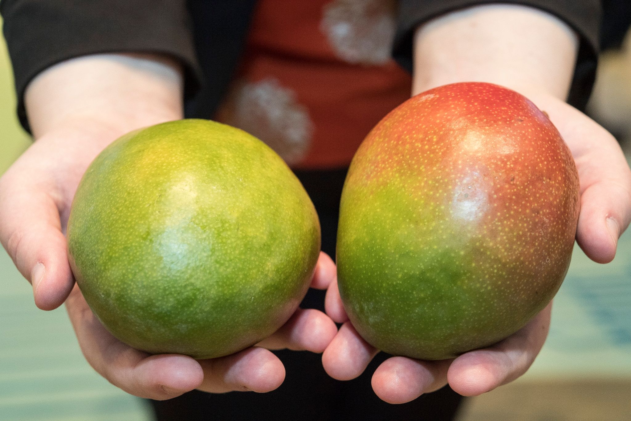 Schalenfarbe der Mango sagt nichts über Reifegrad