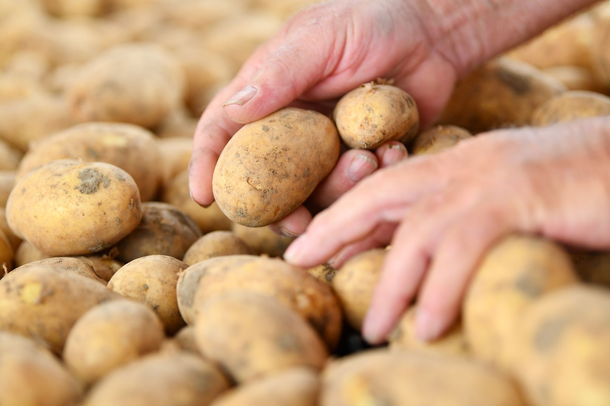 Deutsche essen in der Corona-Krise mehr Kartoffeln