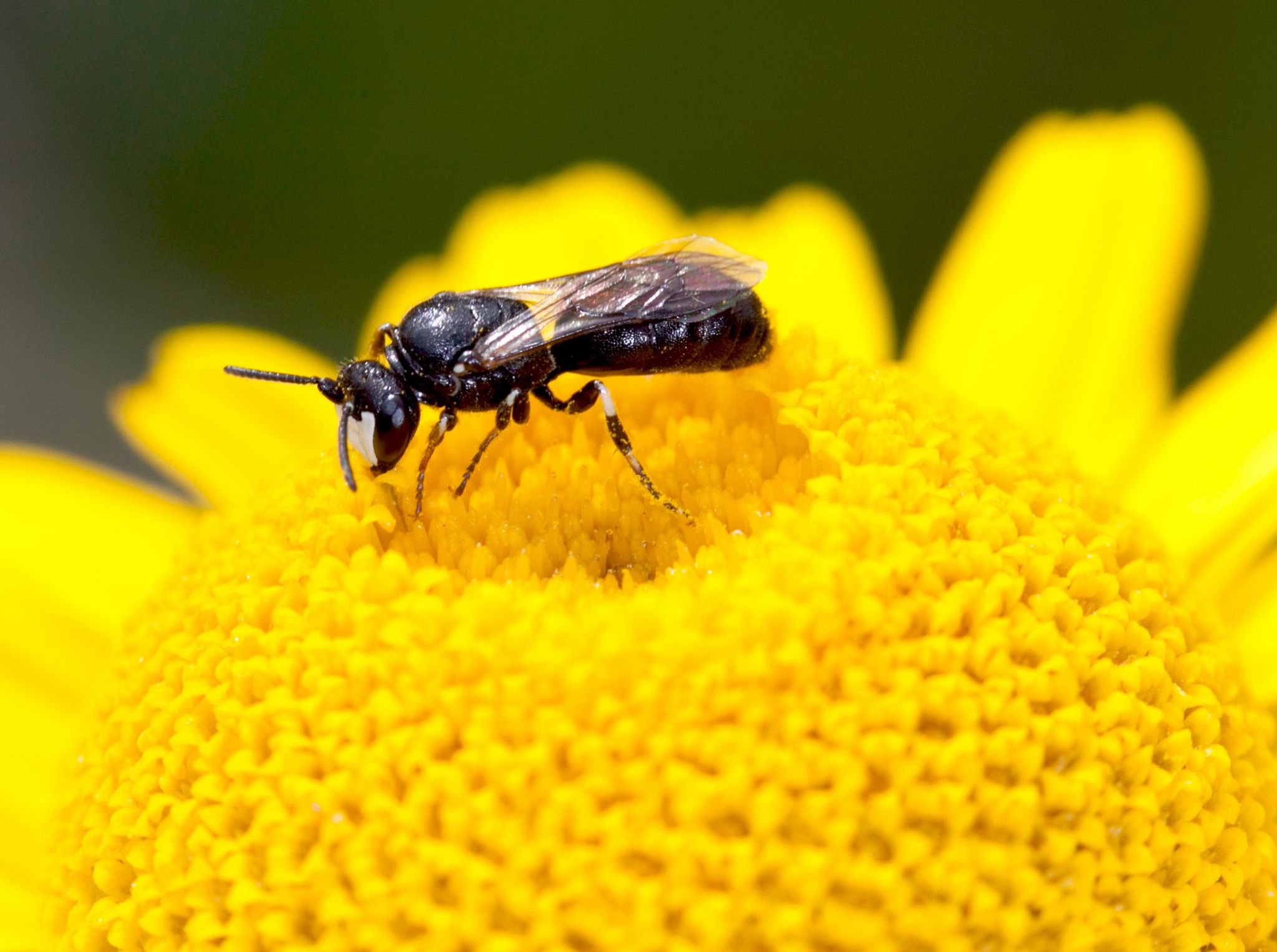Rainfarn-Maskenbiene ist «Wildbiene des Jahres»