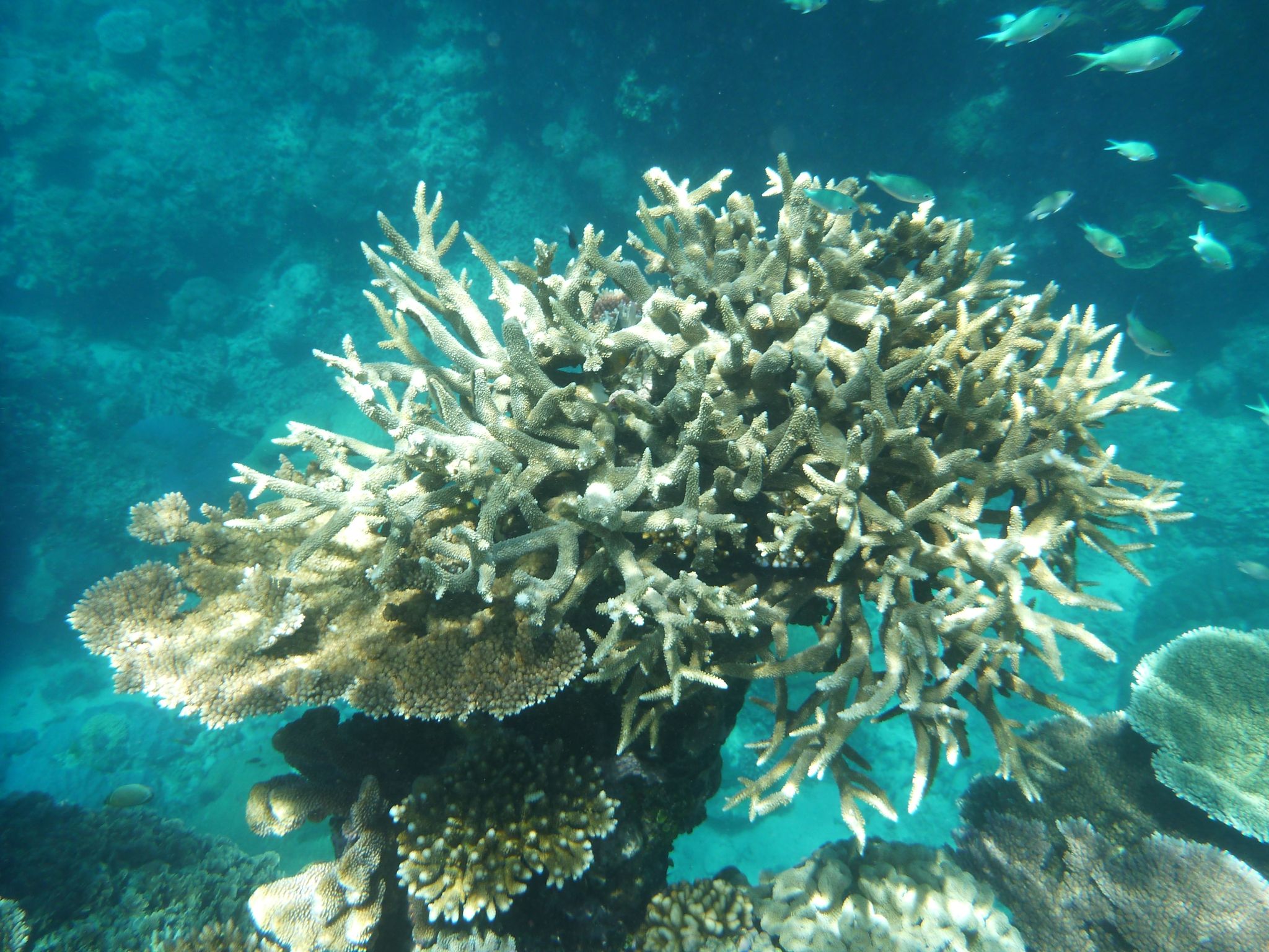 Great Barrier Reef noch mehr von Korallenbleiche bedroht