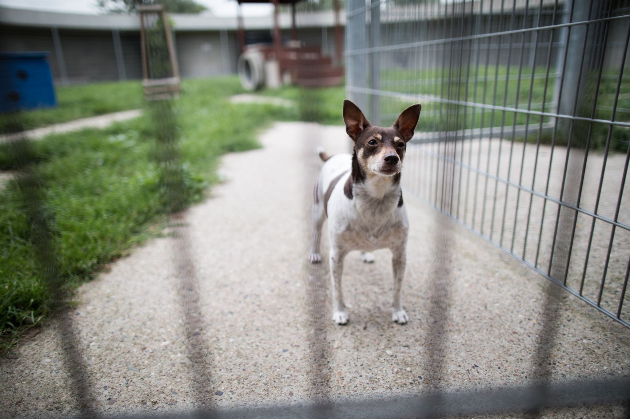 Erwachsener Hund bringt Vorteile mit sich