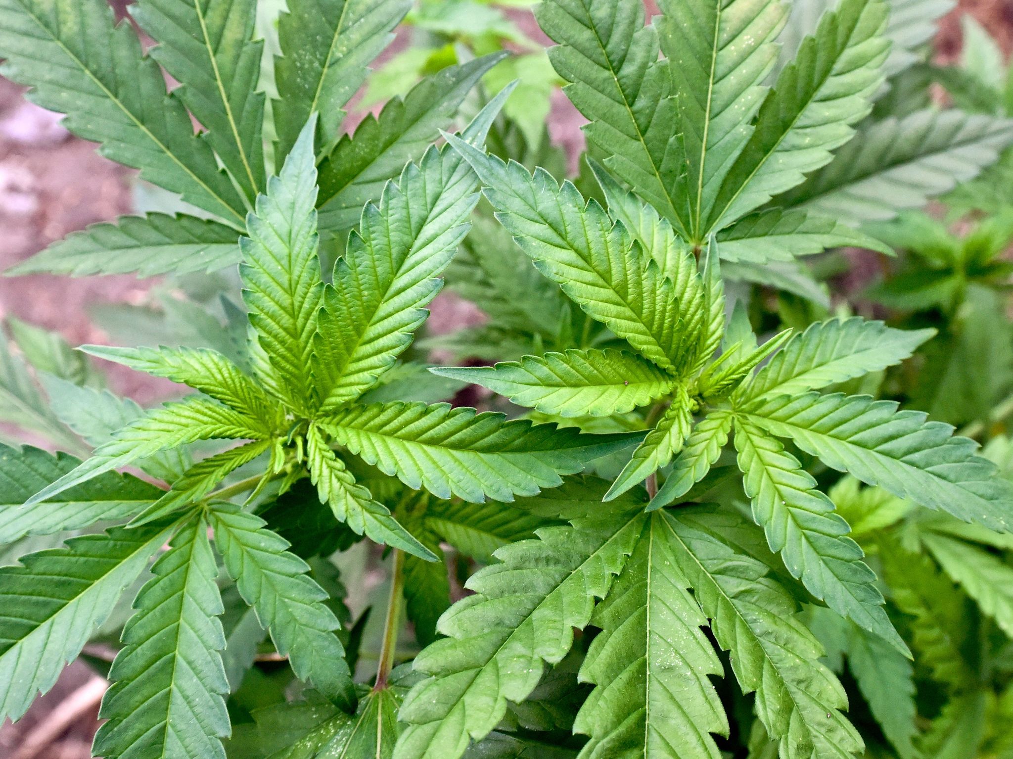 Bundeskriminalamt warnt vor Betäubungsmittel THC in Nahrung