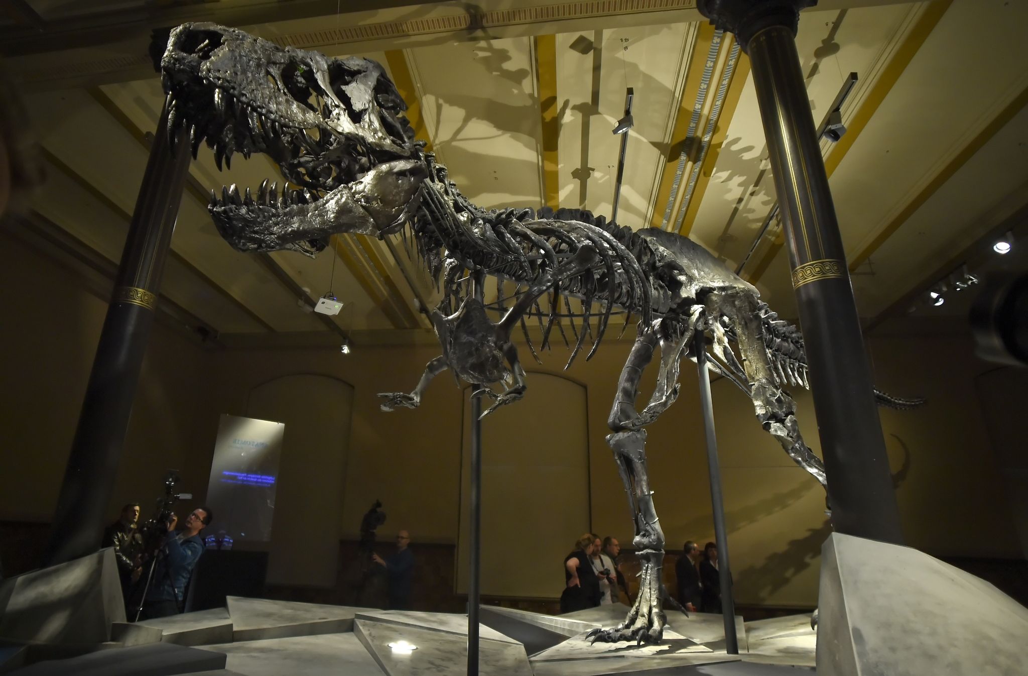 Dinosaurier-Skelett Tristan Otto kommt nach Berlin zurück