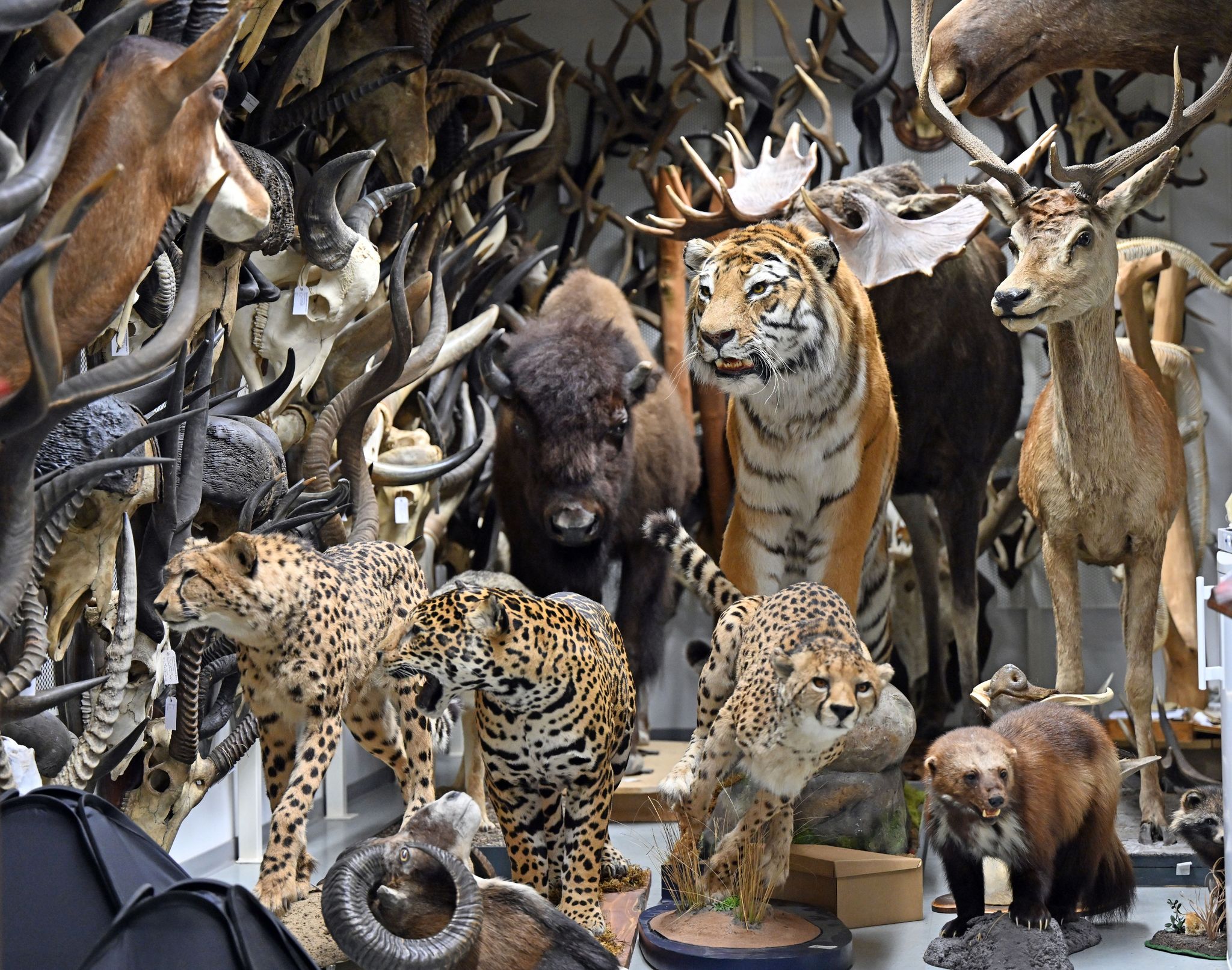 100 Jahre Naturkundemuseum Erfurt: Große Ausstellung geplant