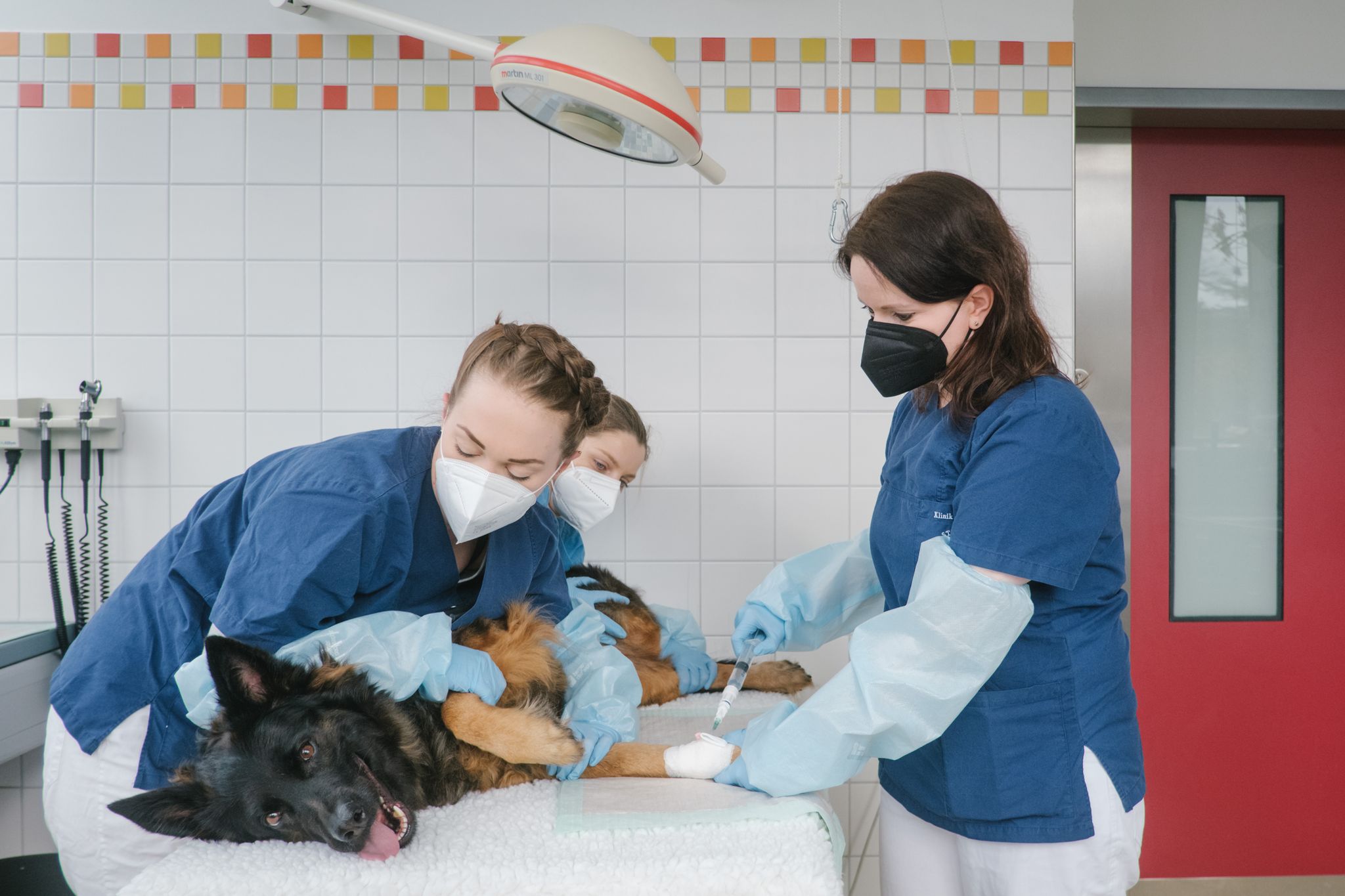 Chemotherapie beim Hund sollte gut überlegt sein