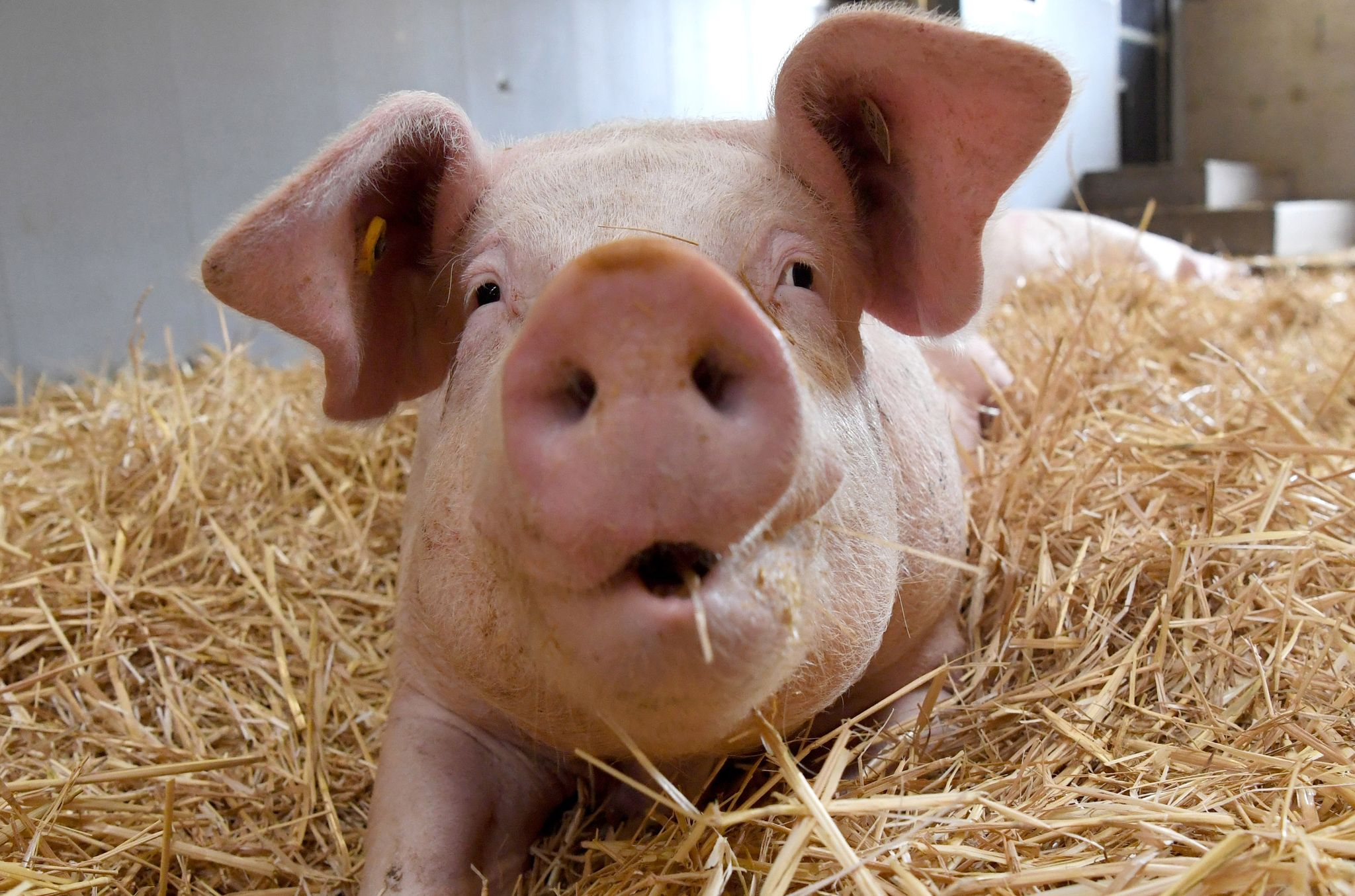 Glückliche Schweine grunzen kürzer und konstanter