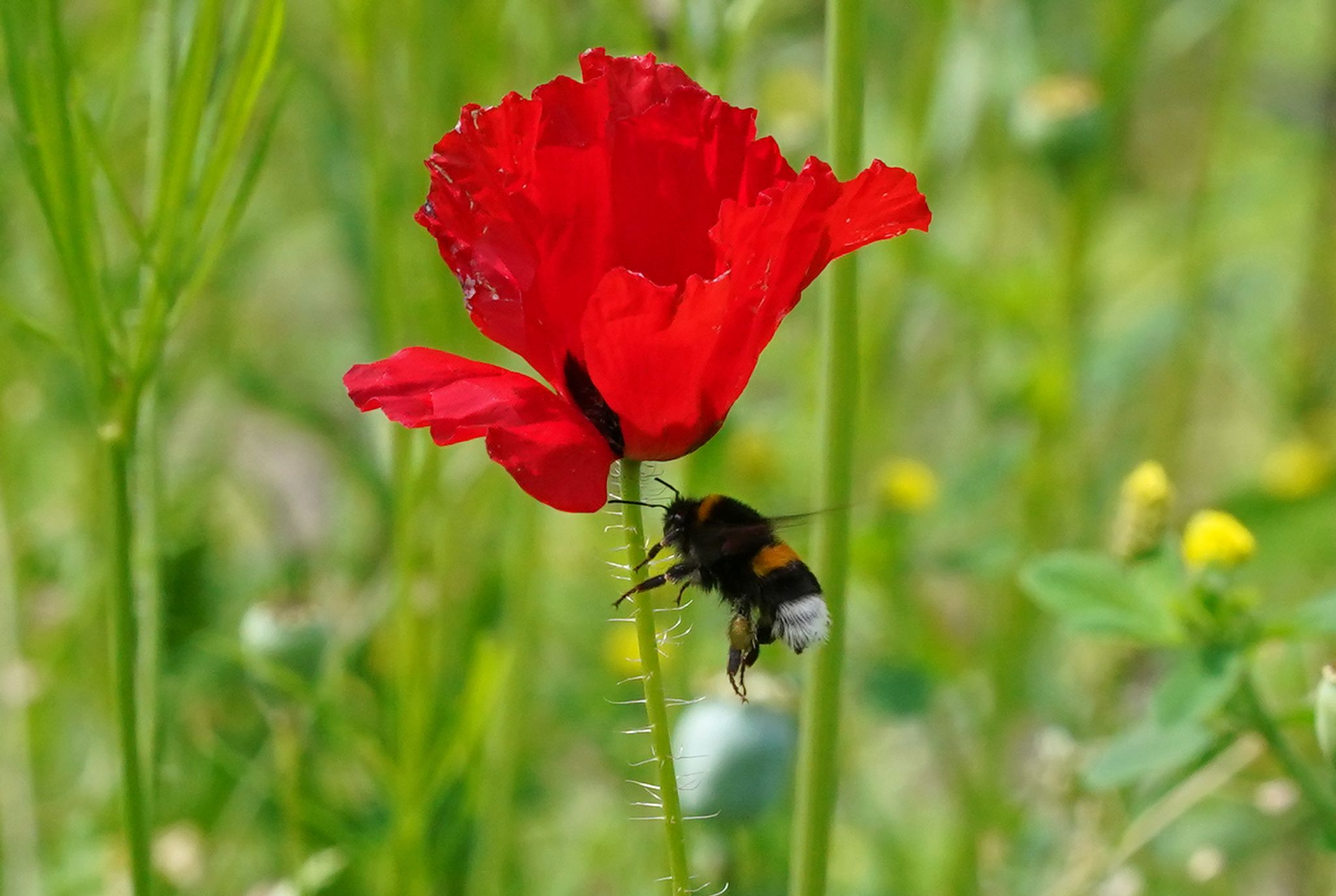 Schon kleine Wildwiesen helfen Insekten