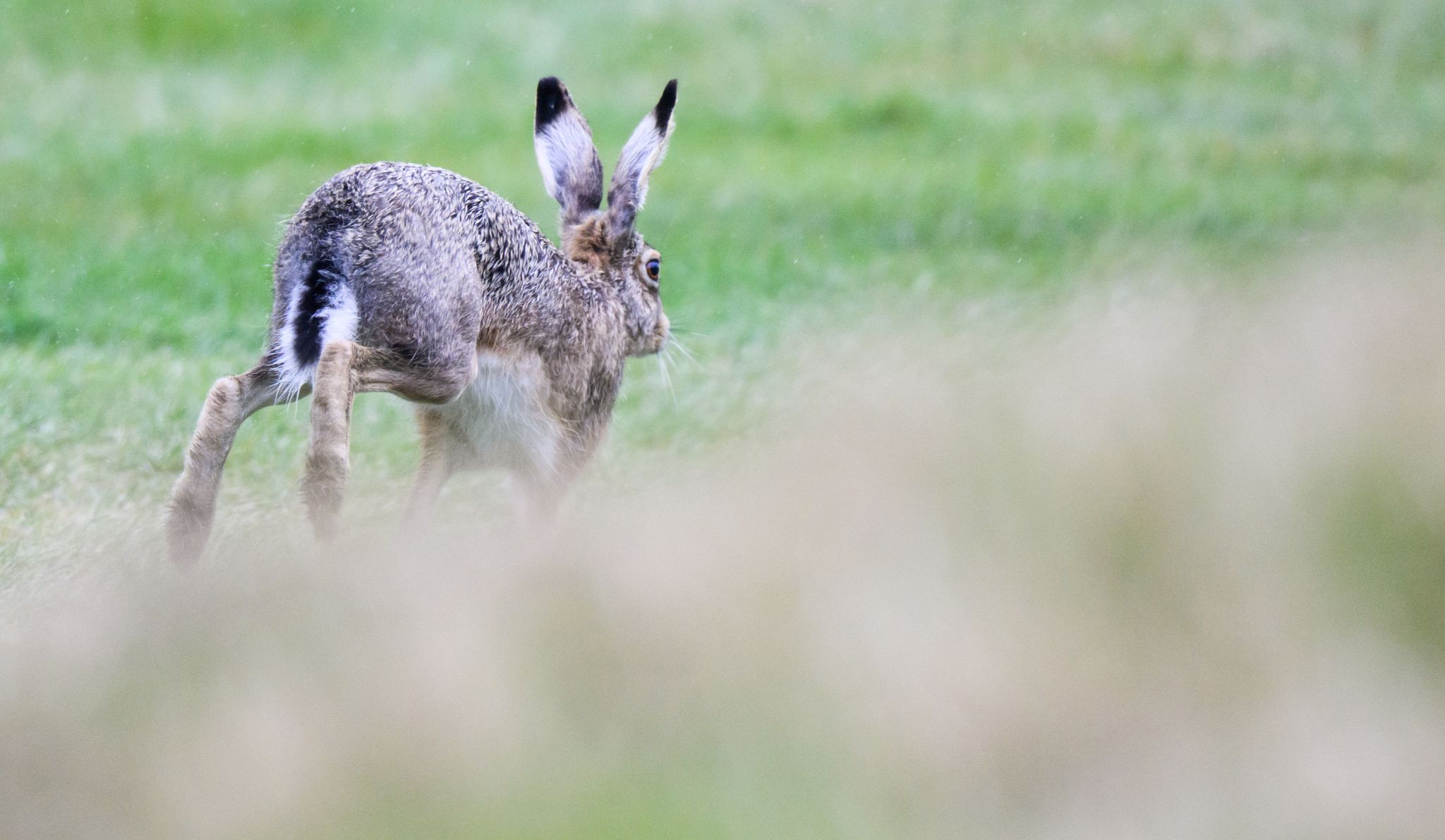 Mehr Feldhasen hoppeln in Deutschland