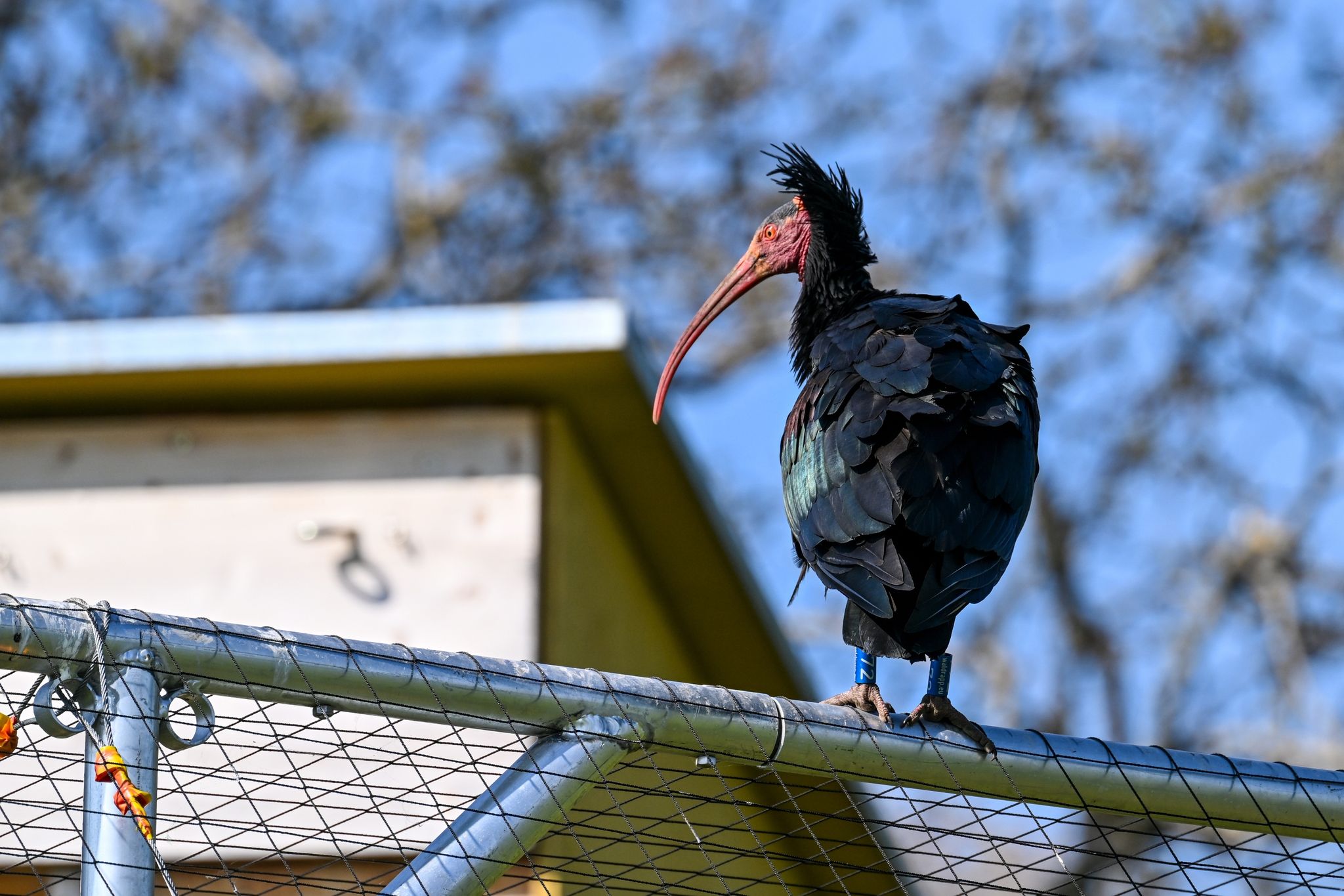 «Stunde der Gartenvögel» ruft zum Vogelzählen auf